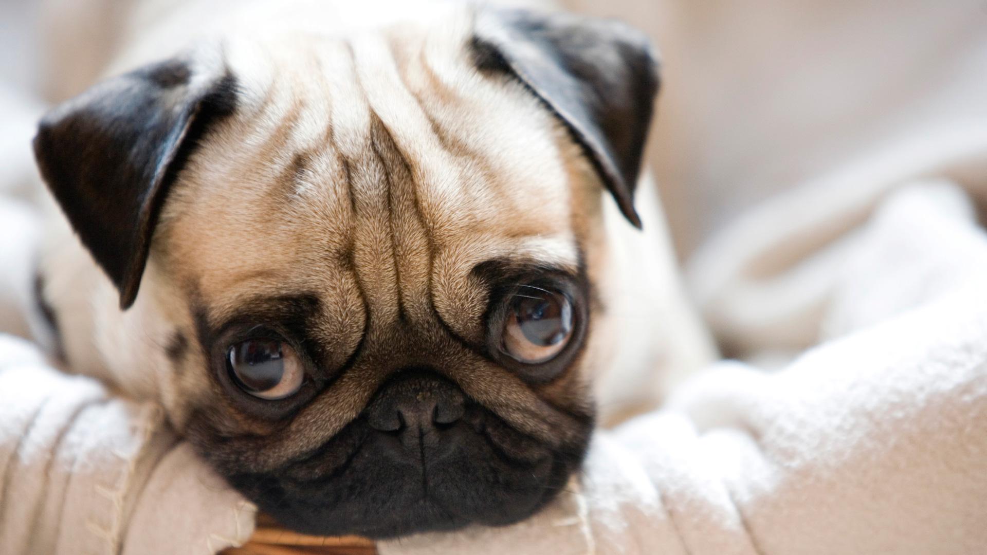 11 Ways Pug puppies are the most adorable things alive