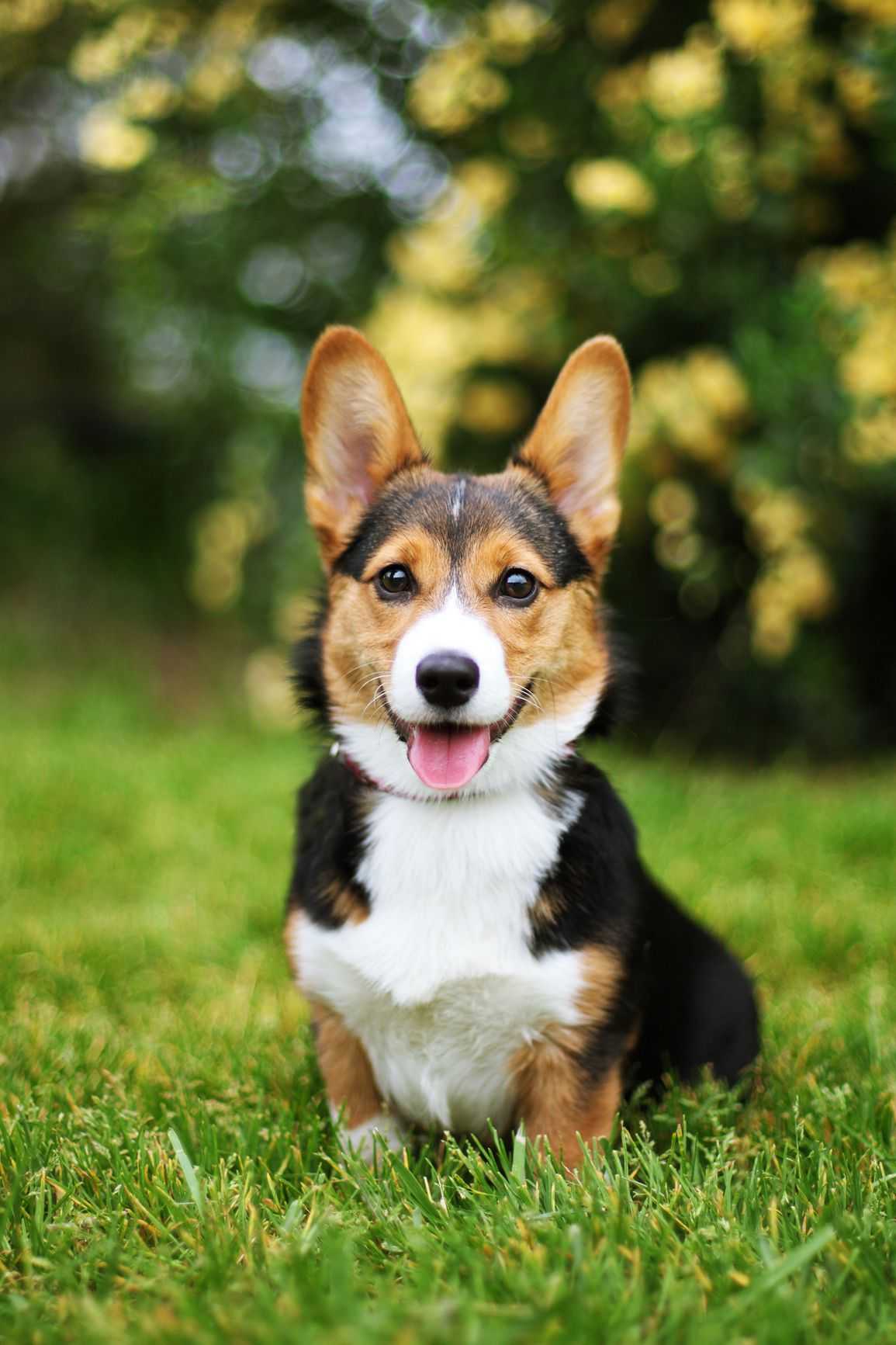 adorable dog breeds. cutest dog breeds most adorable dogs - gw2.us