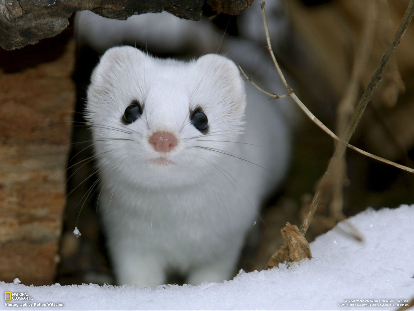 Adorable Snow Ferret - Cutest Paw