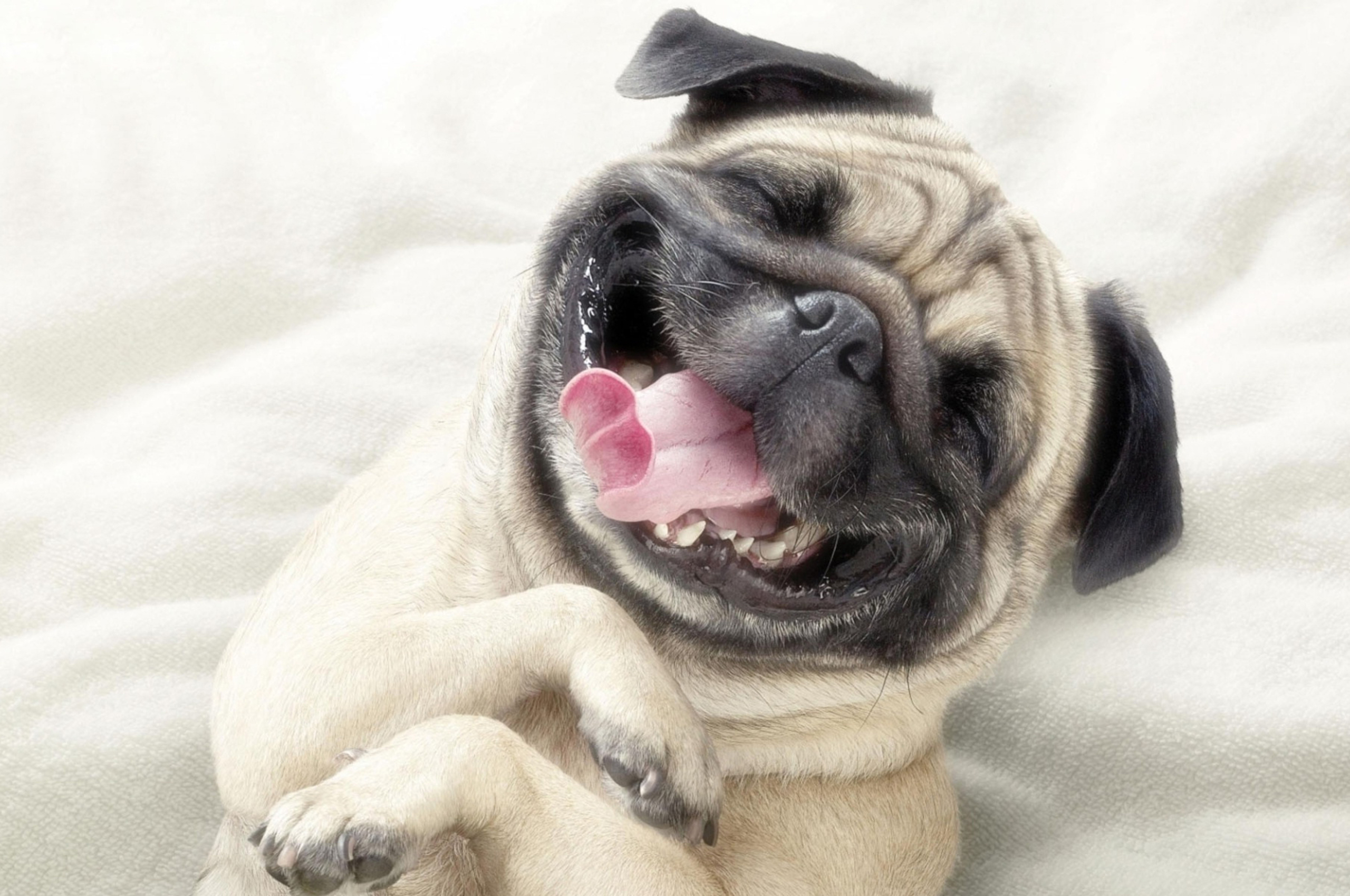 2560x1700 Adorable Pug Chromebook Pixel HD 4k Wallpapers, Images ...