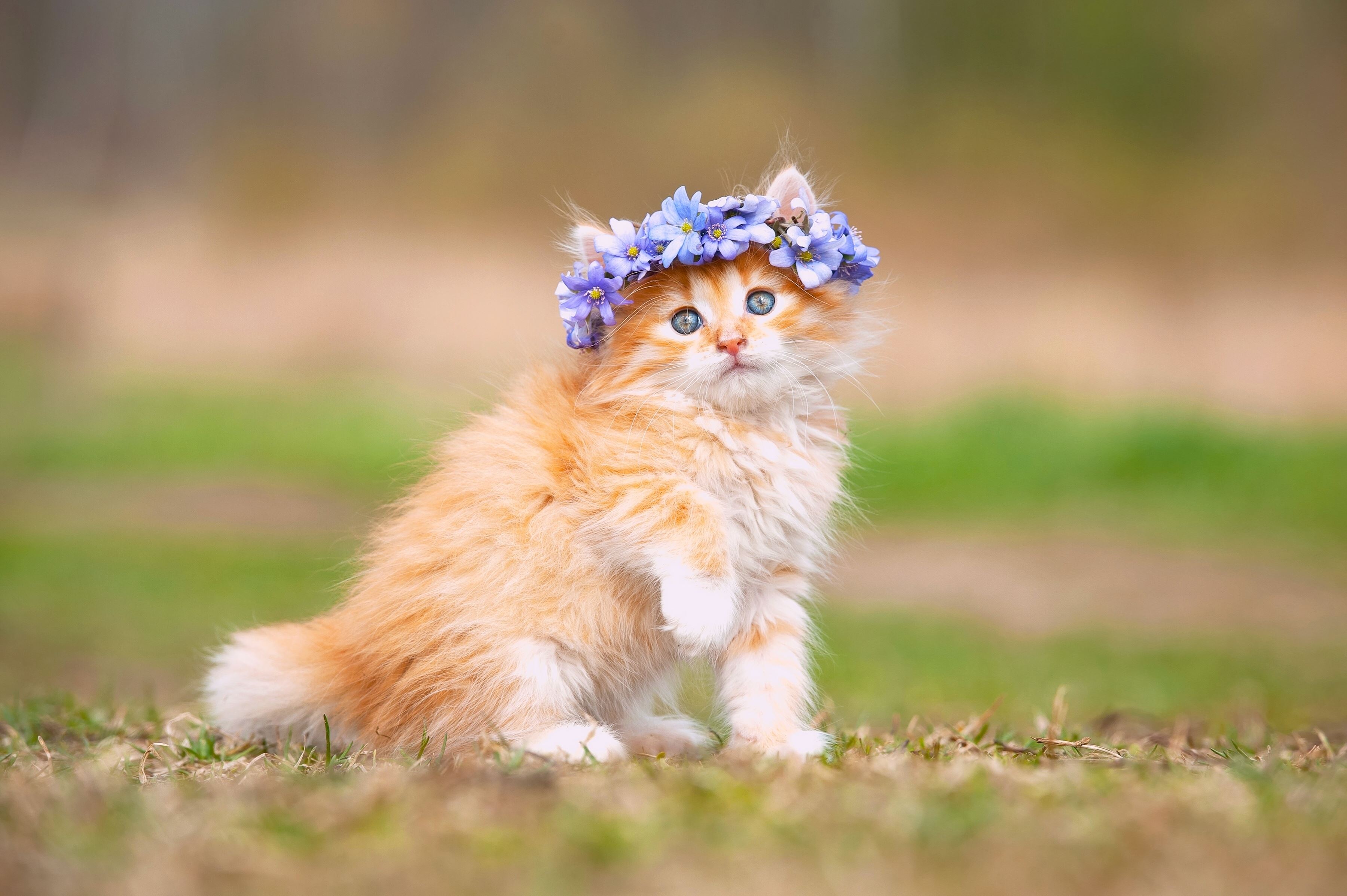 Wallpaper Cute Kitten, Adorable, Hairband, HD, Animals, #897