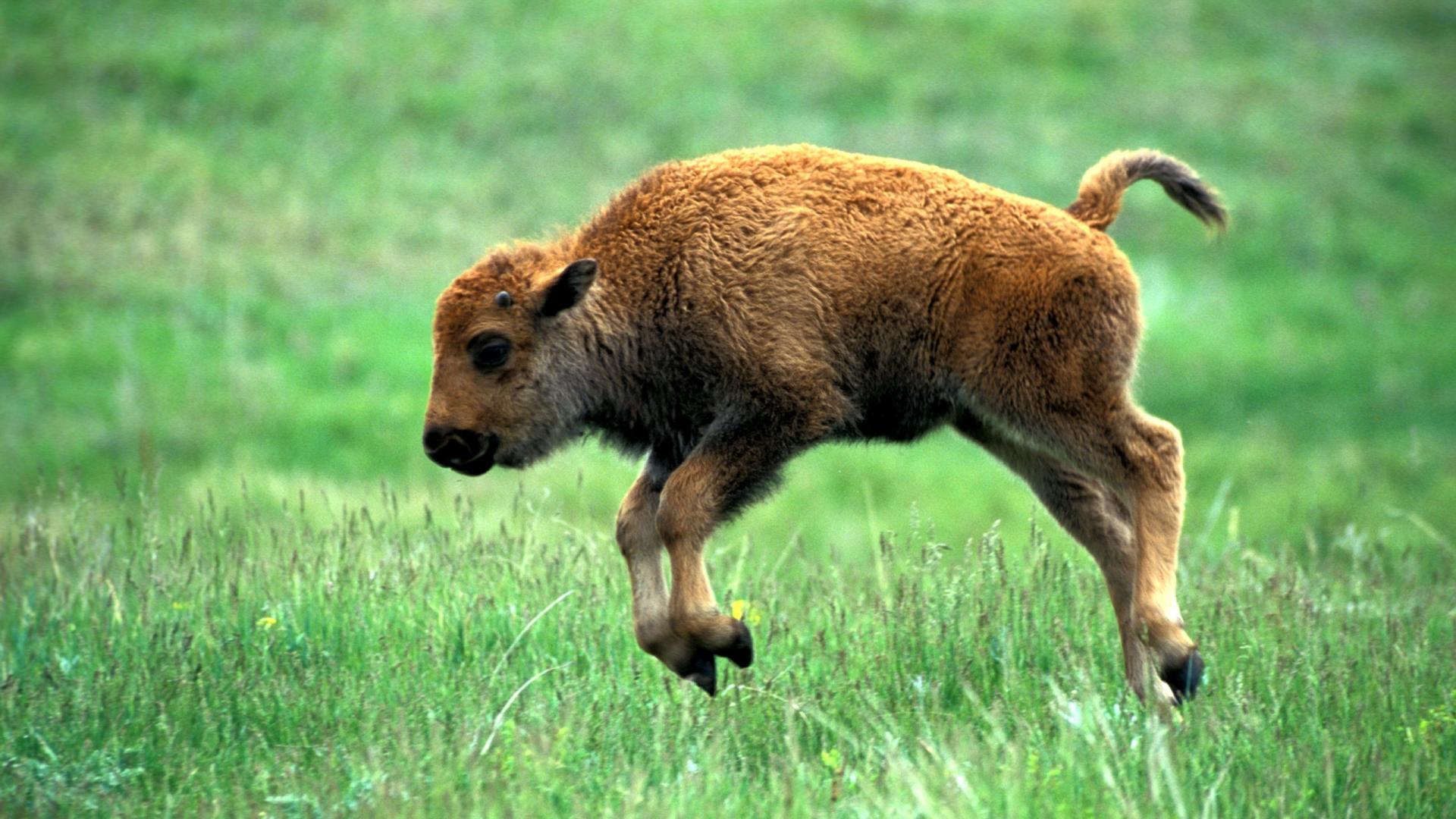 Adorable Baby Bison HD Wallpaper, Background Images