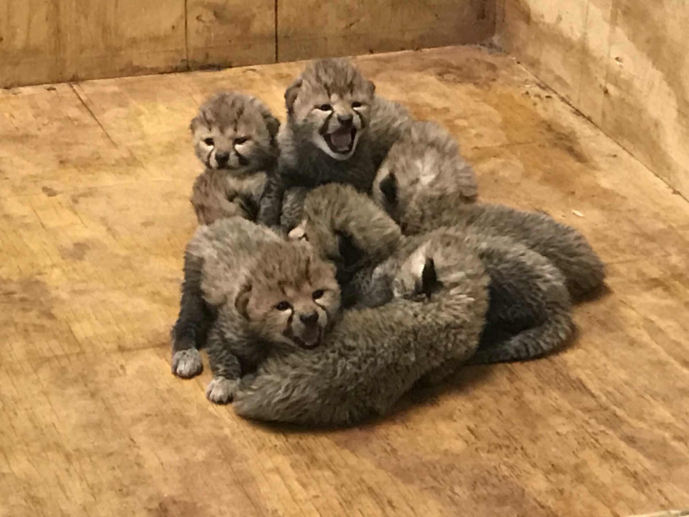 St. Louis Zoo Welcomes Eight Adorable Cheetah Cubs Kids News Article