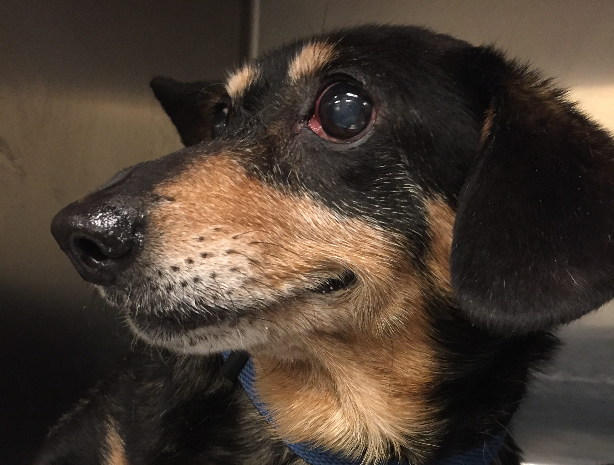 Aurora Veterinary Clinic Nikki, the adorable rescue dachshund, Part ...