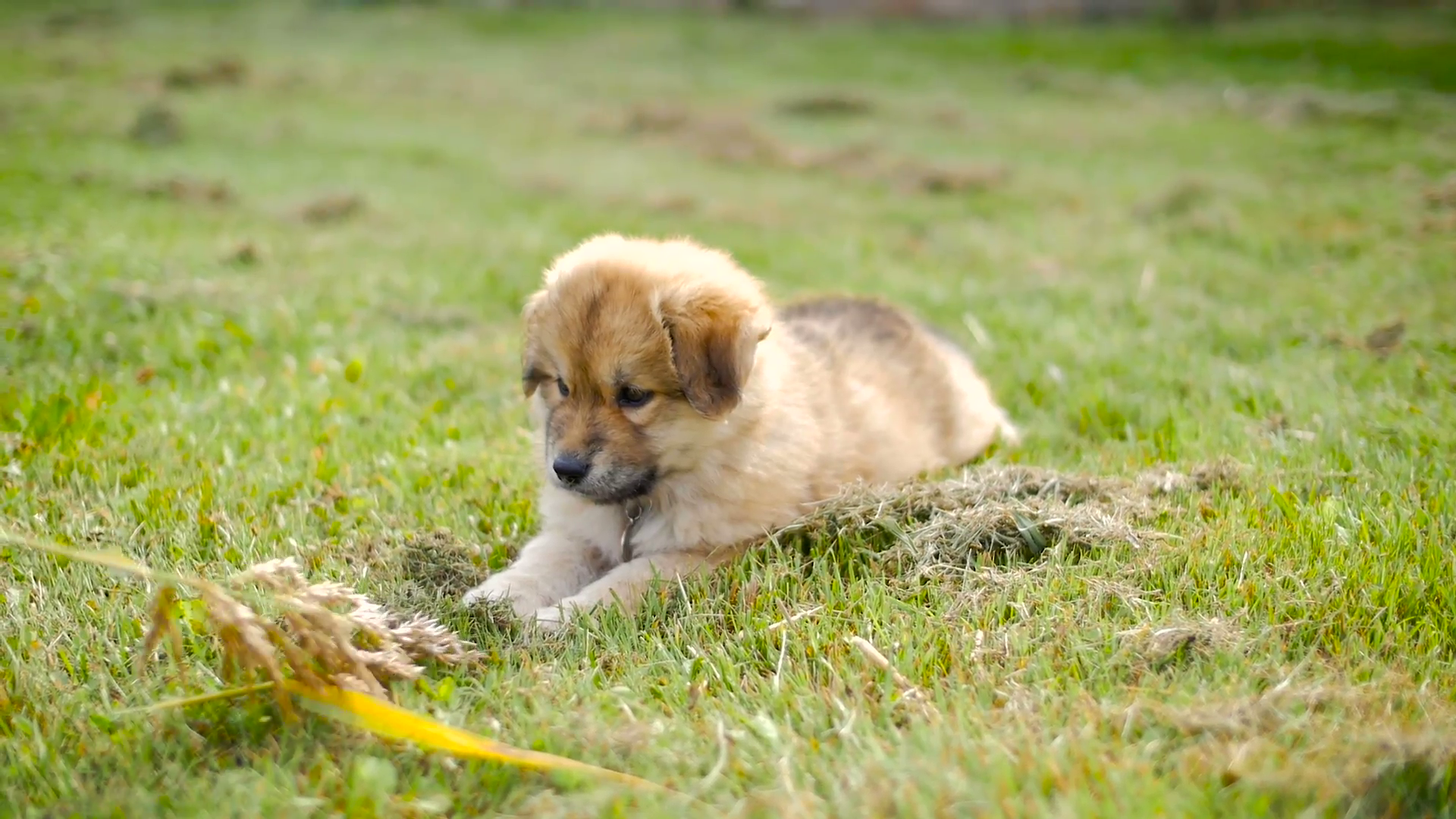 Adorable Puppy Dog Outside On Grass Running And Playing Stock Video ...