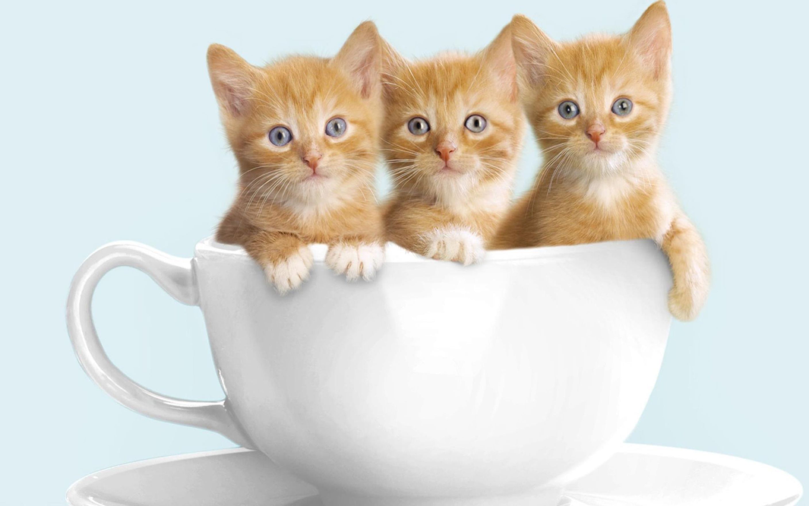 Adorable Cute Cats High Definition Wallpaper: Desktop HD Wallpaper ...
