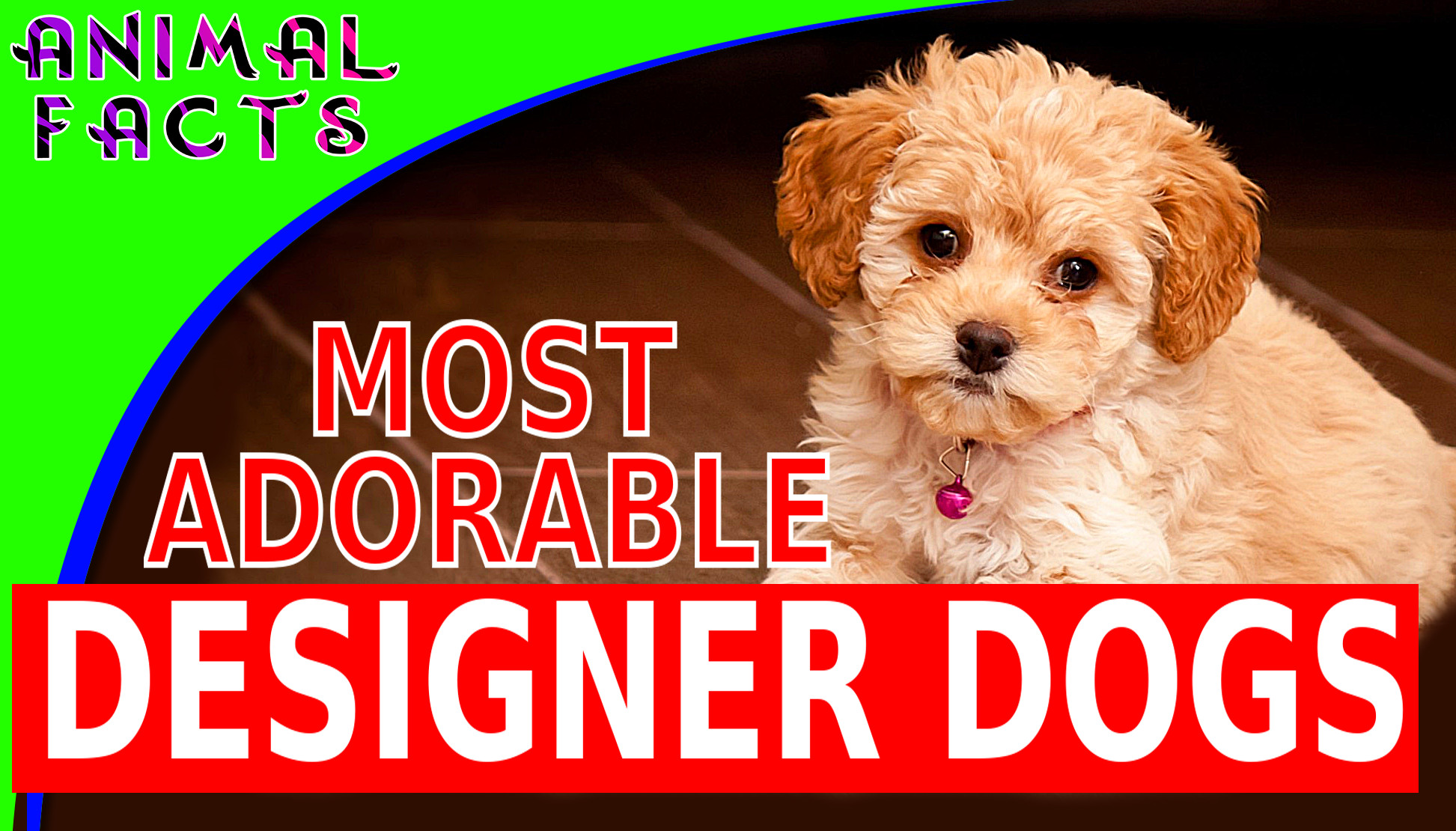 Today's Most Adorable Designer Dog Breeds Cutest Dogs 101 Popular ...