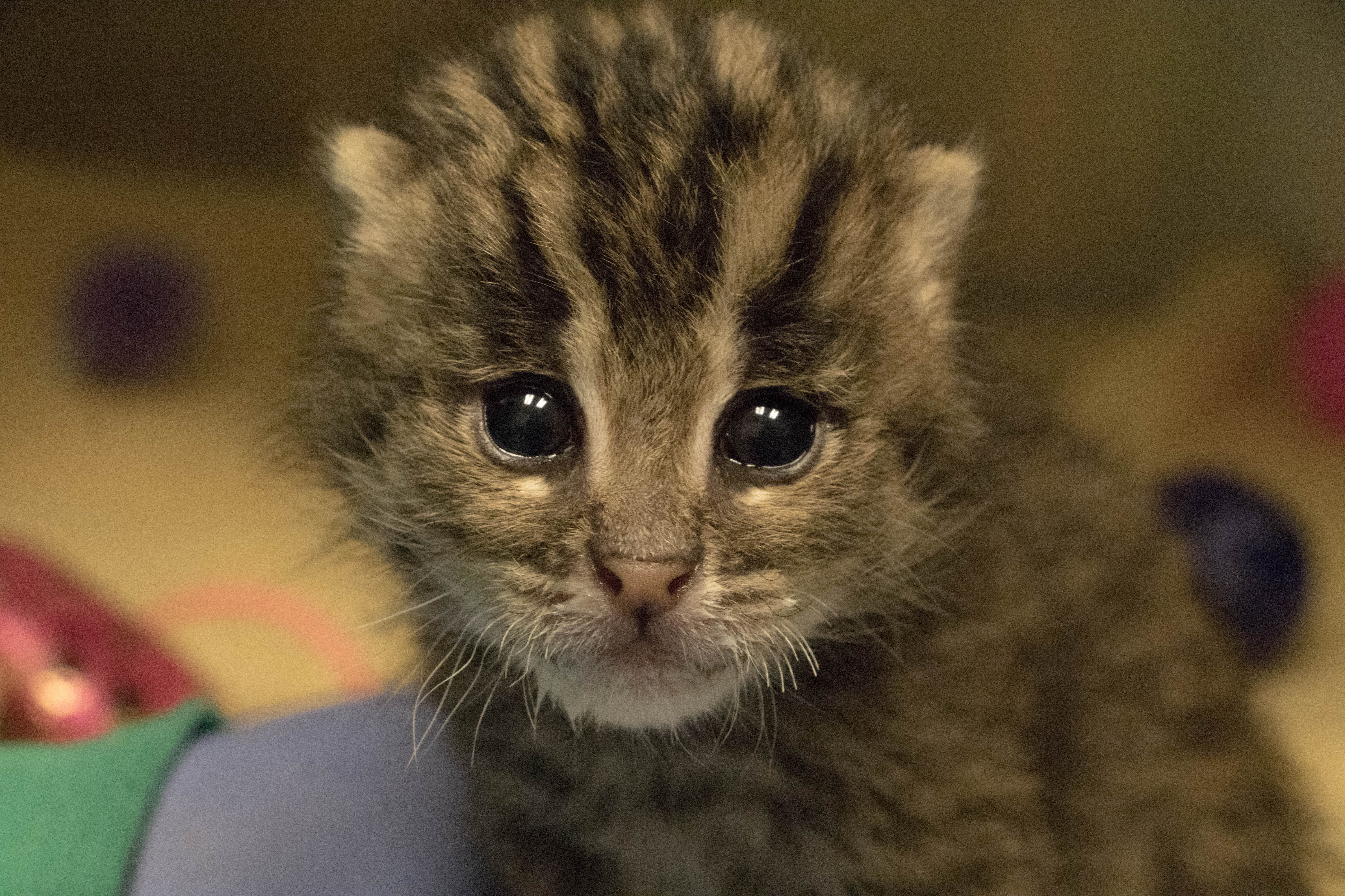 Adorable fishing kitten at Oklahoma City Zoo has a name | KFOR.com
