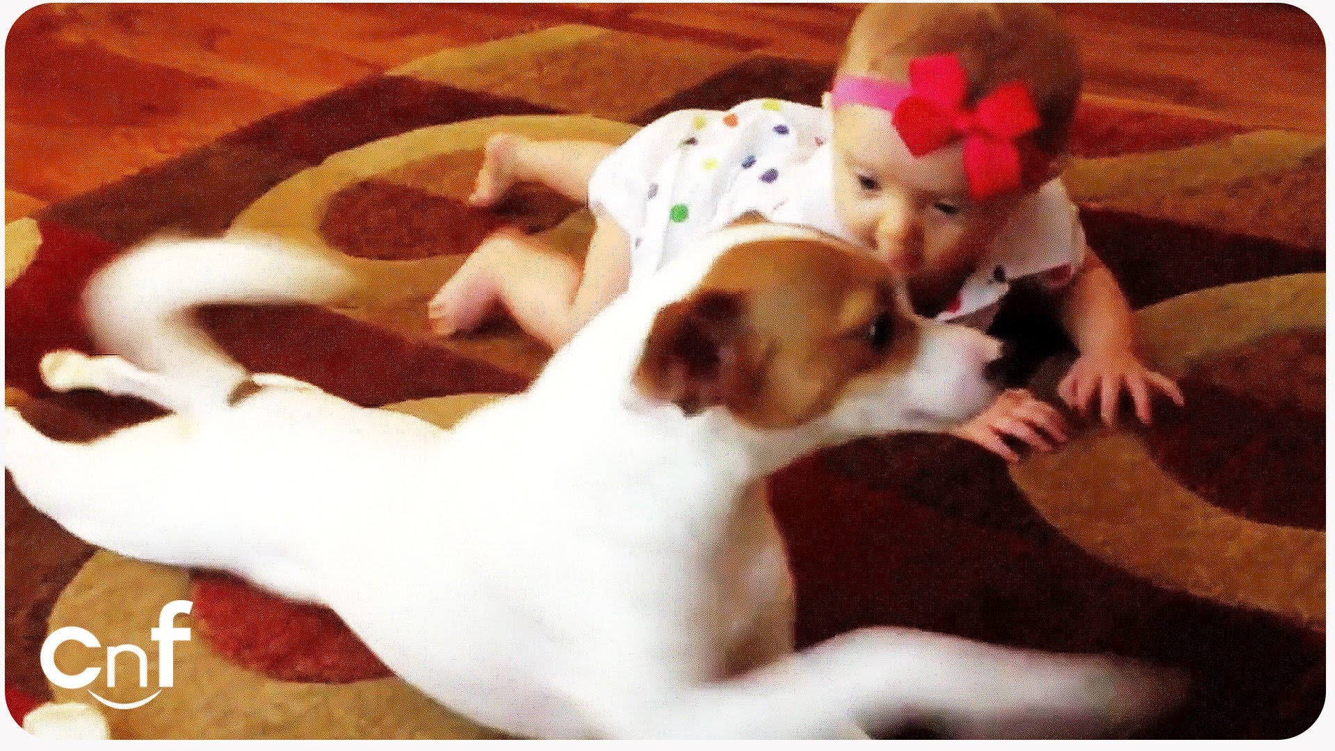 Adorable Dog Teaches Baby How To Crawl