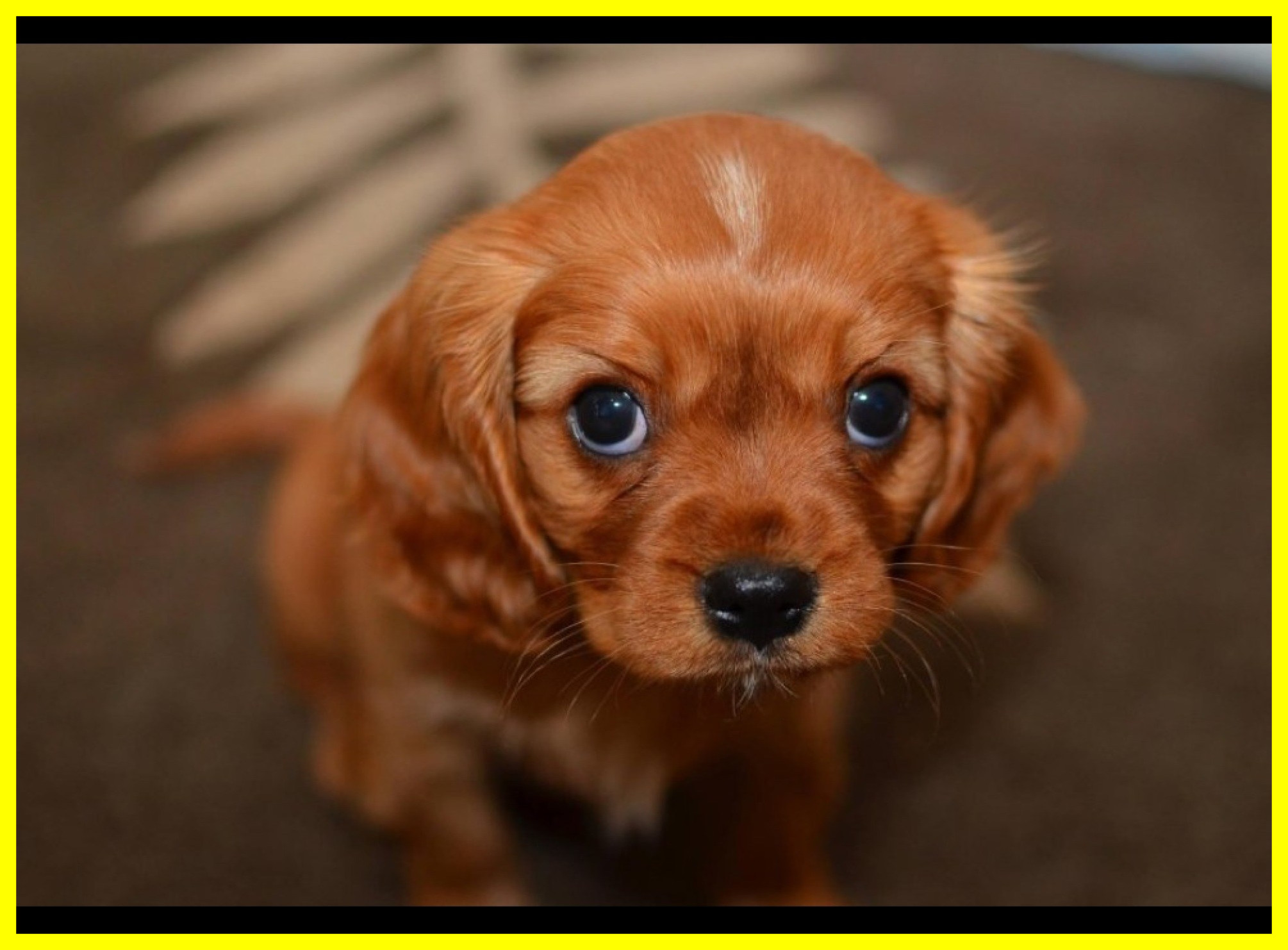 Marvelous Of The Most Cutest Puppies On Earth A Adorable Picture For ...