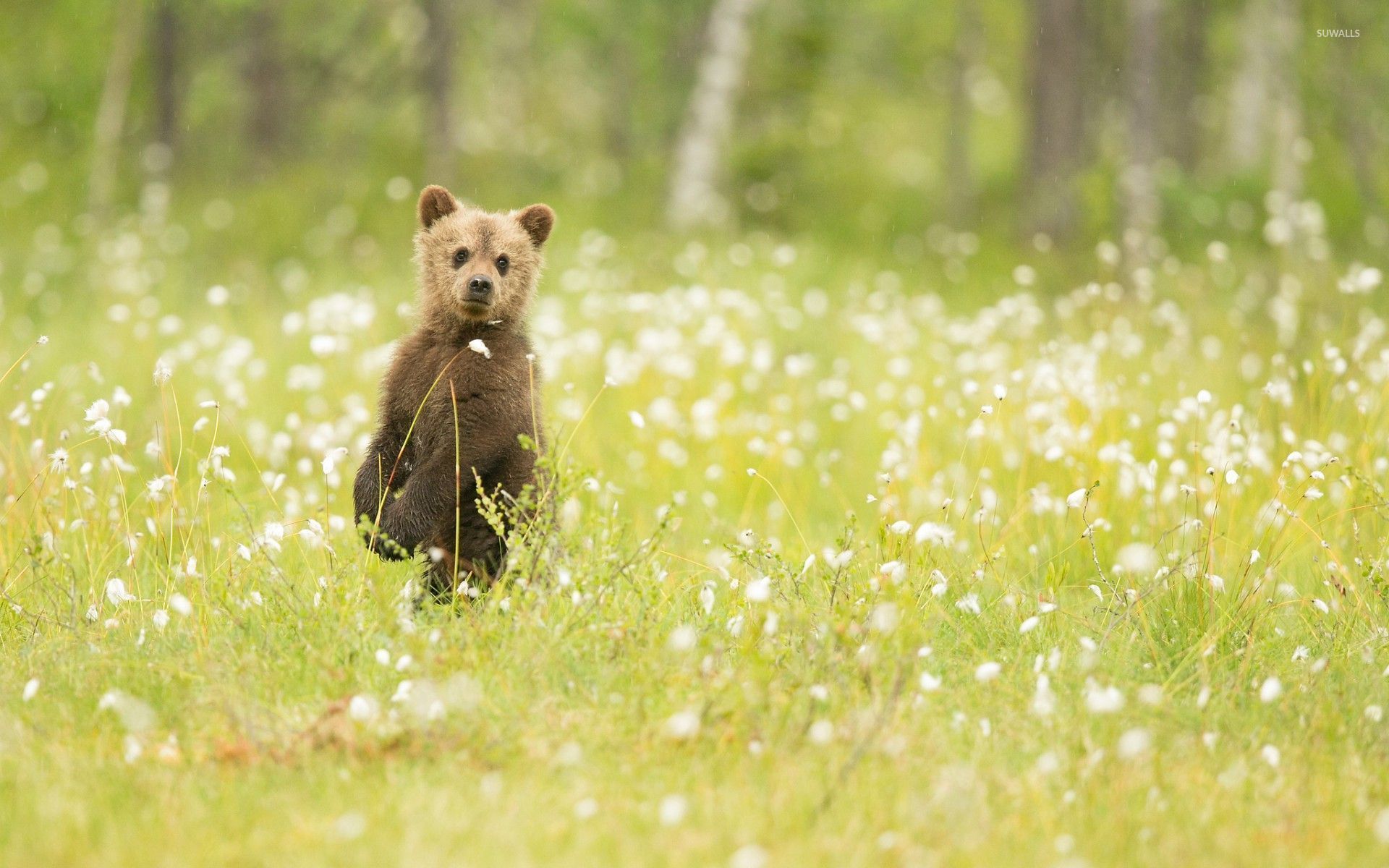 Adorable bear cub in the grass wallpaper - Animal wallpapers - #53073
