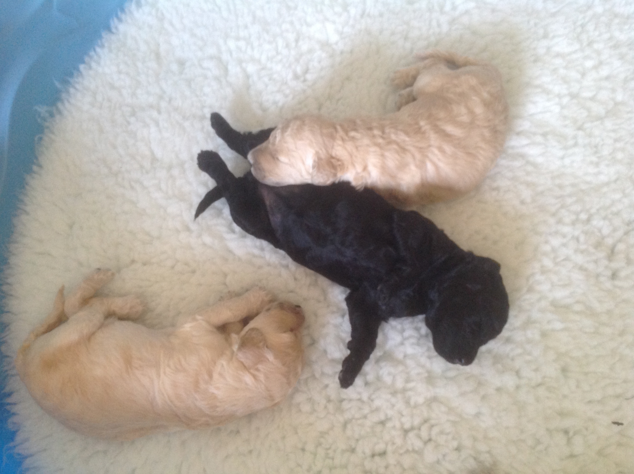 The Standard Poodle Puppies at a week old are adorable! Fat and ...