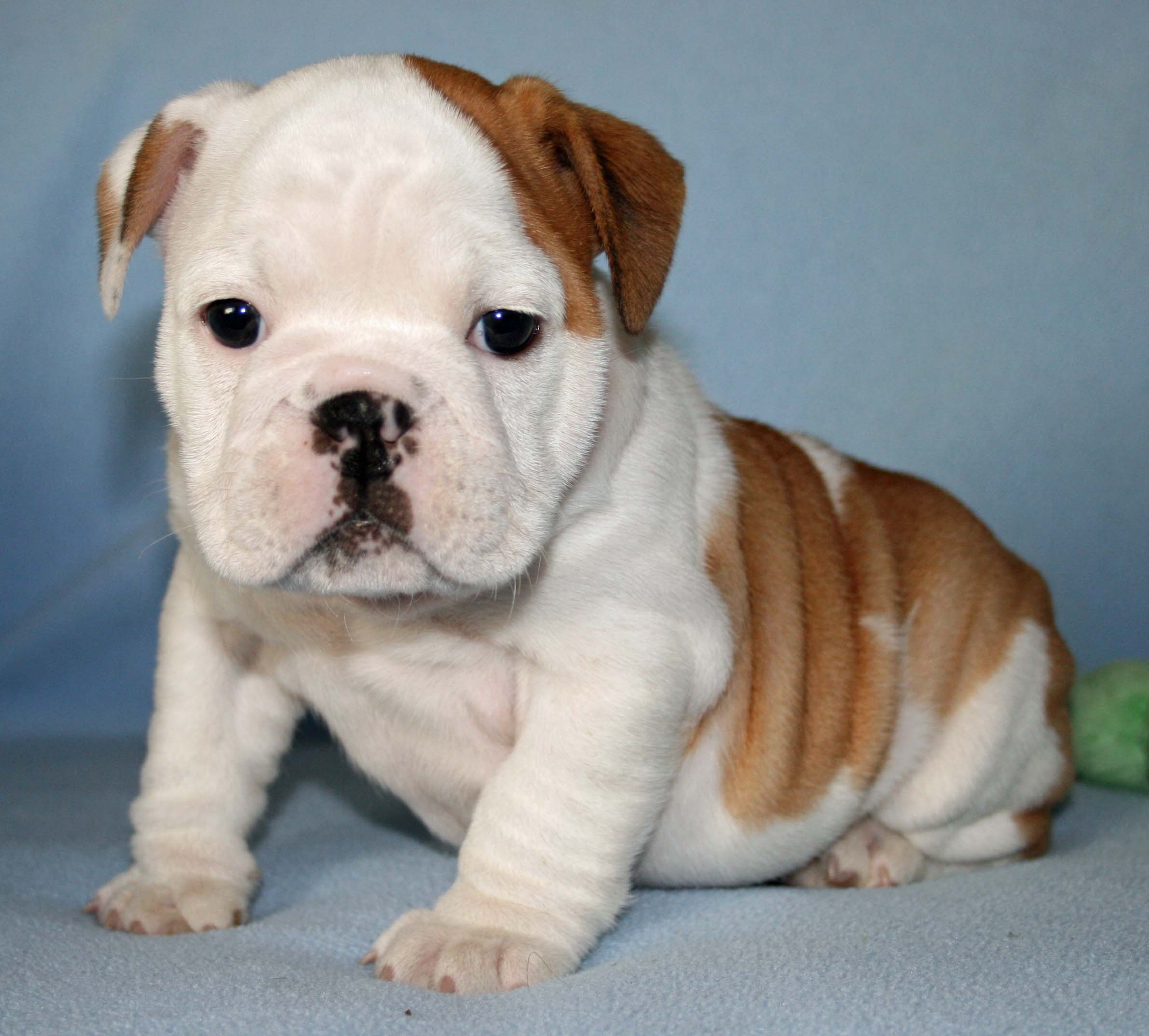 Most adorable bulldog puppies (PHOTOS) : Cute : BOOMSbeat