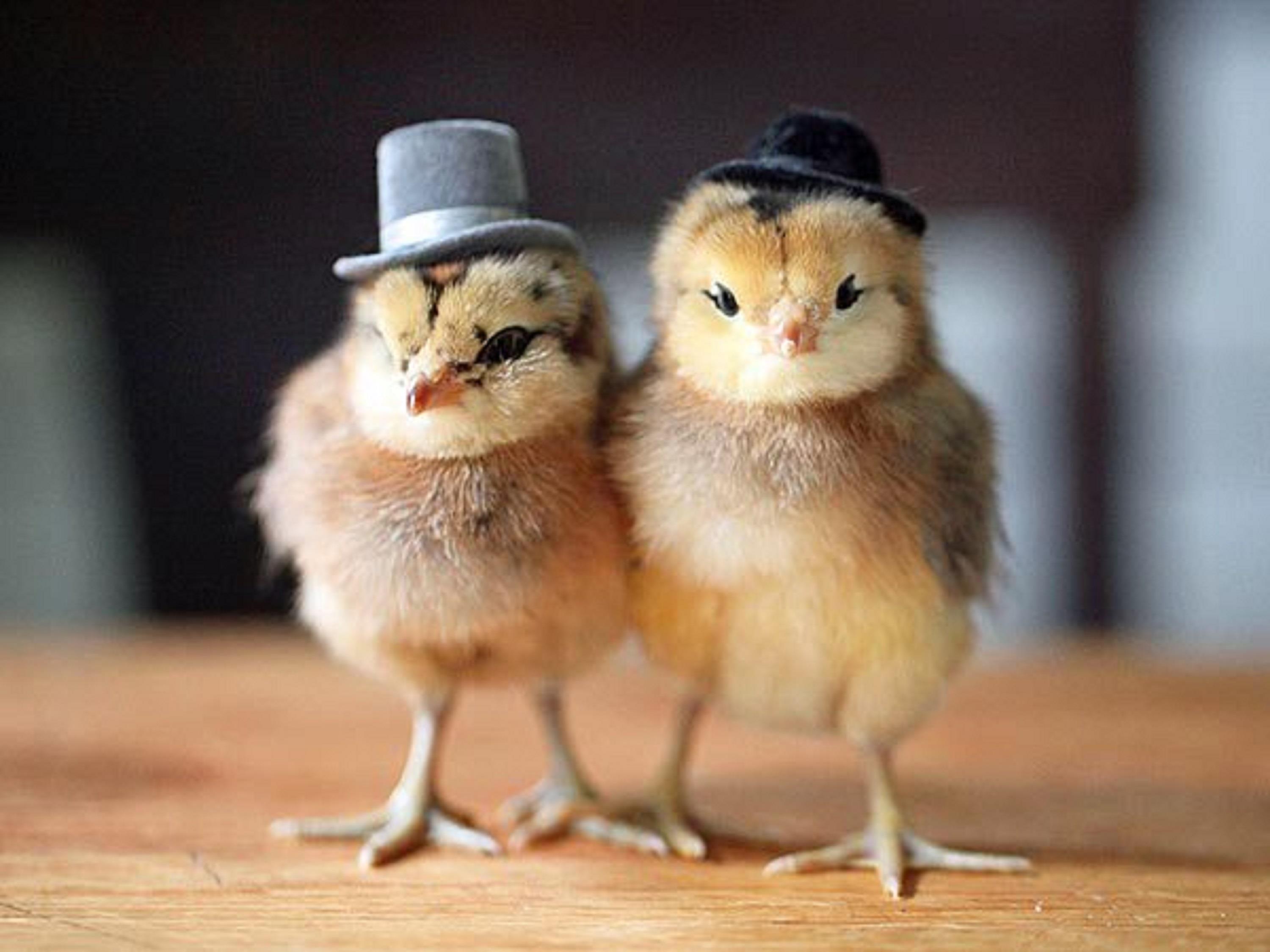Funny Chicks Chickens With Hats Caps Pics