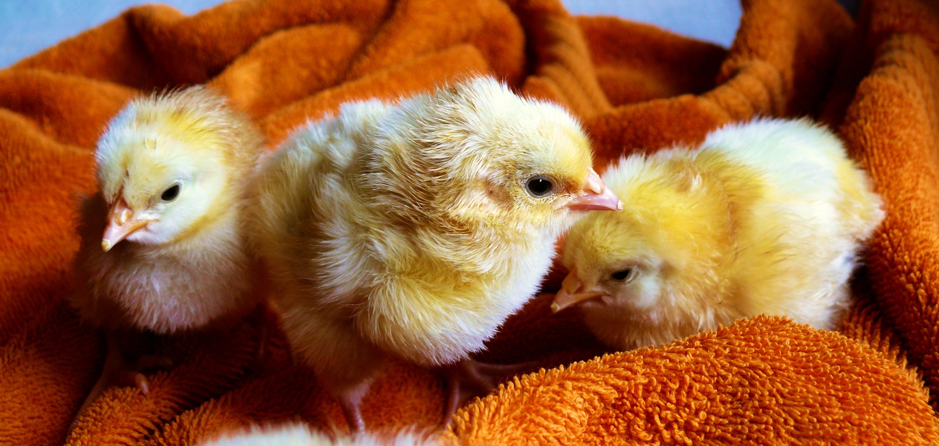 Free stock photo of animals, chicken, chicks