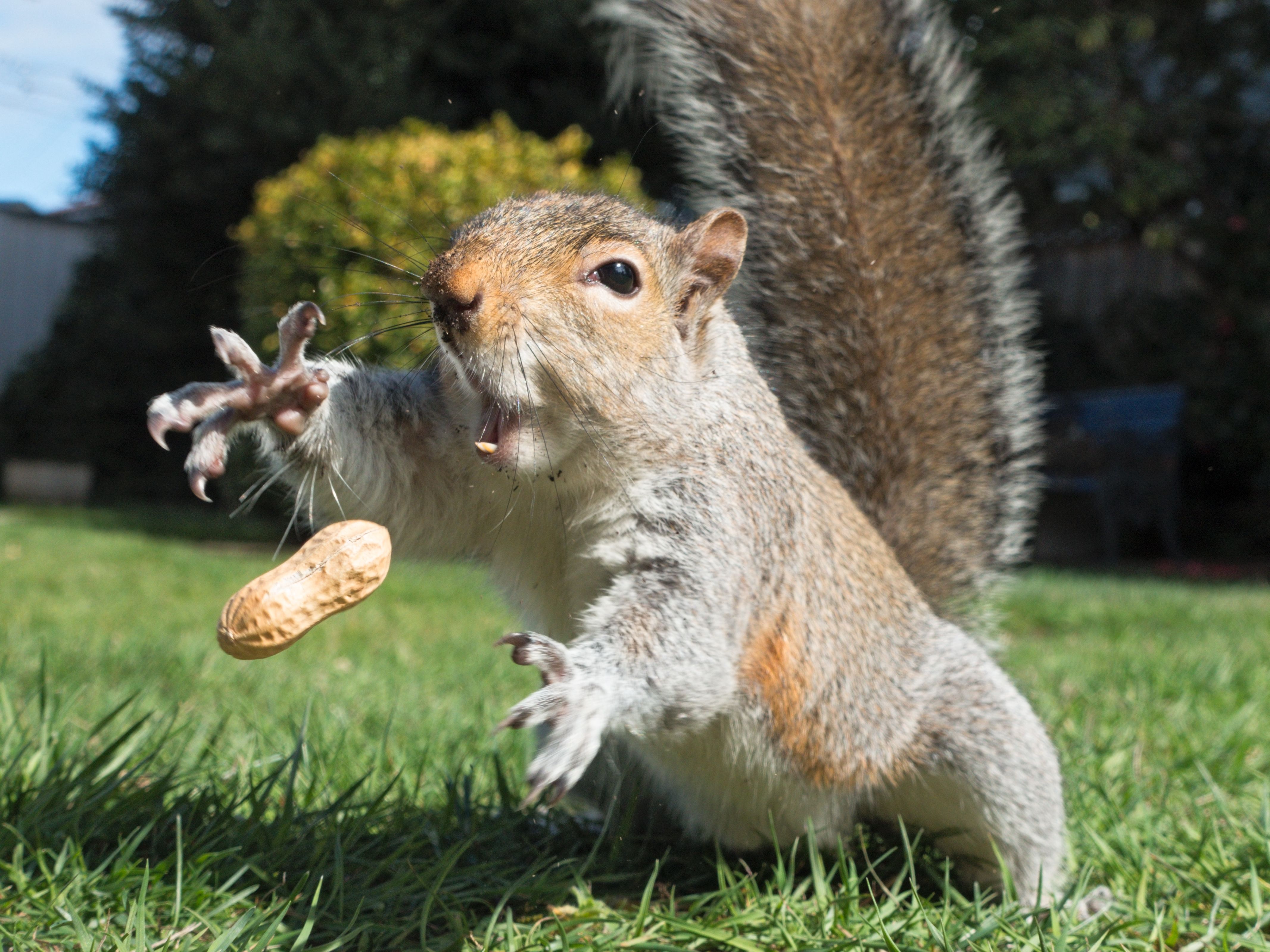 Squirrel 152: Claw! by EasternGraySquirrel | Adorable Animals ...
