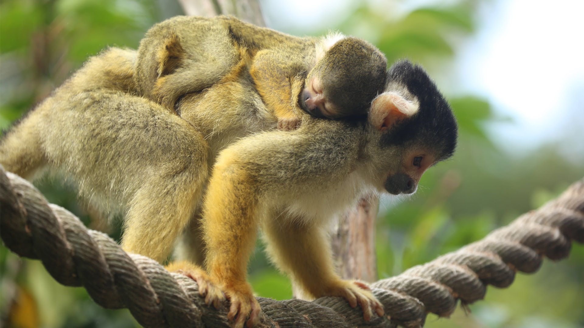 Adorable baby squirrel monkey - YouTube