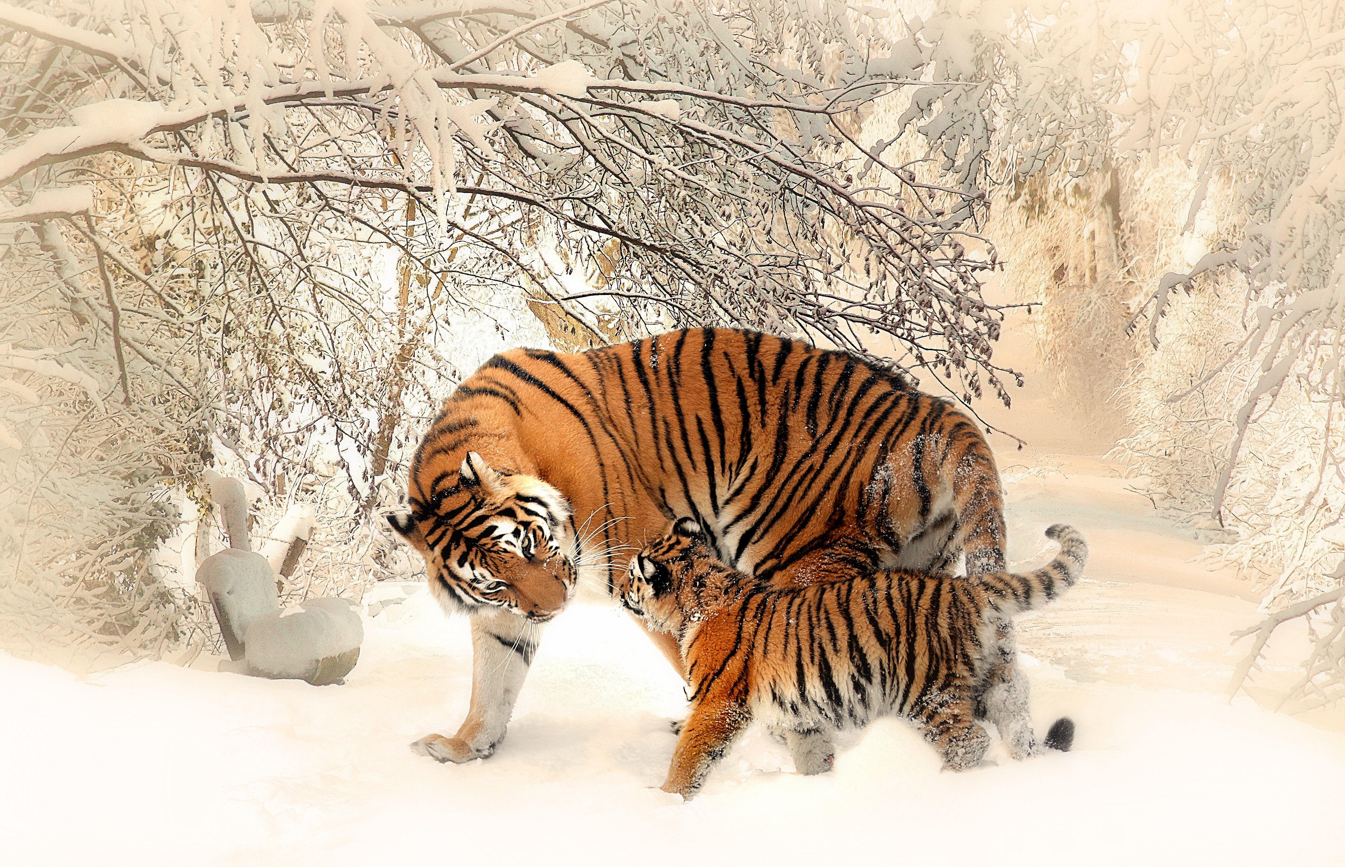 Adult and cub tiger on snowfield near bare trees photo