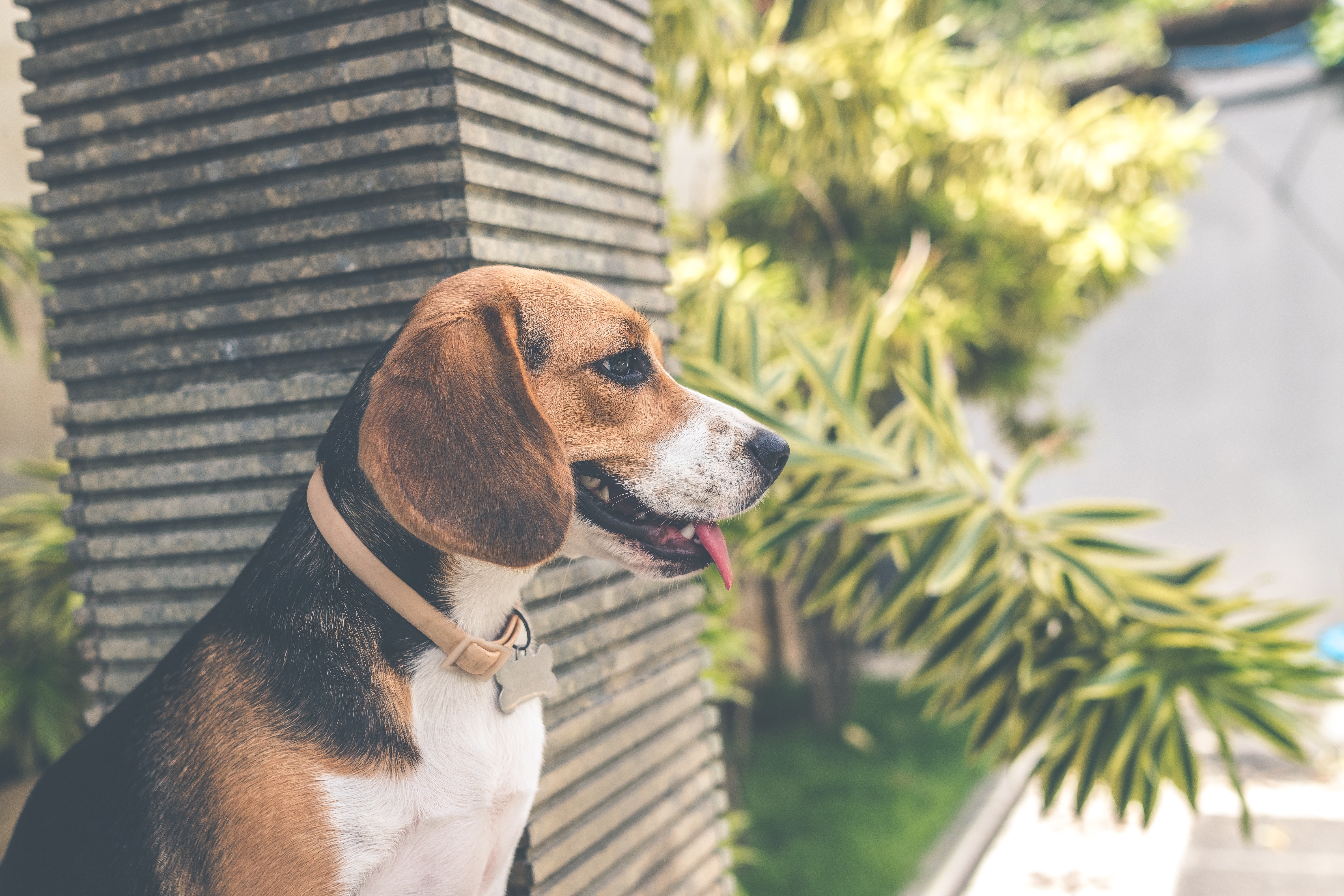 Adult black, white, and brown beagle photo