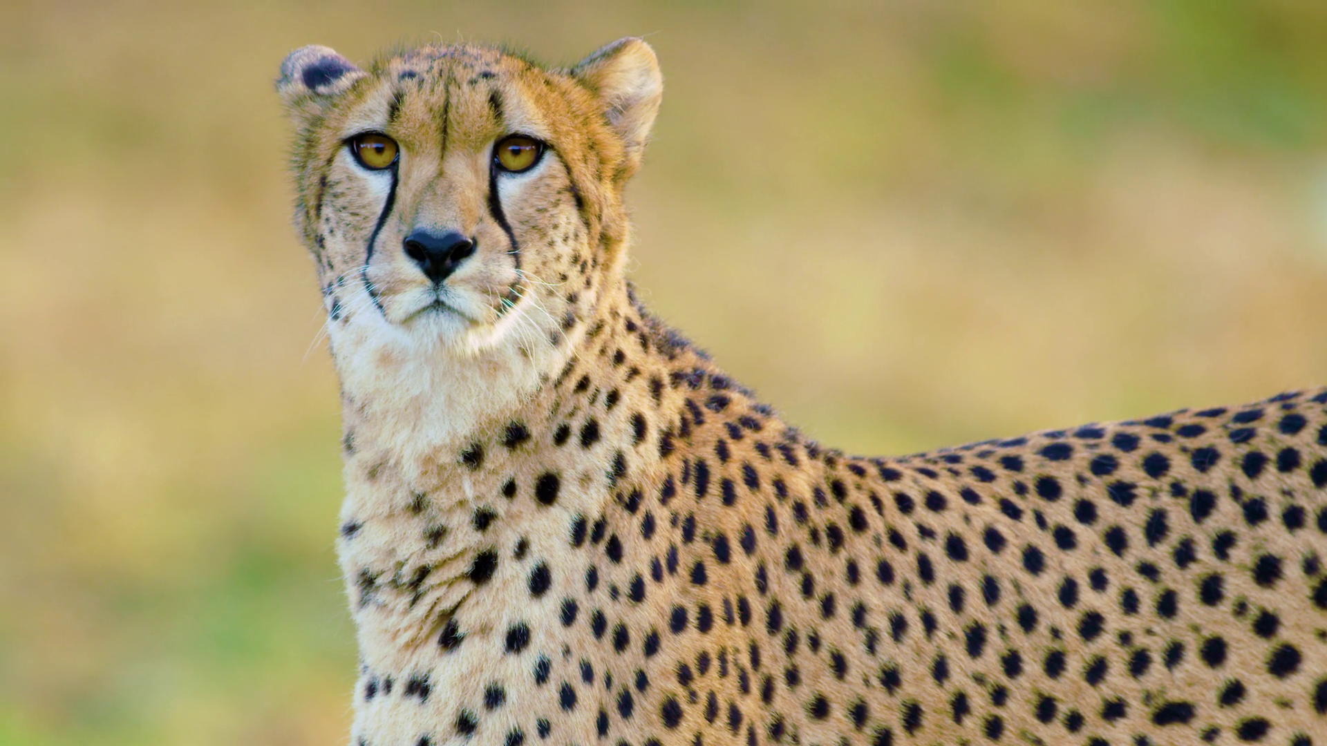 Free photo Adult Cheetah Africa, Animal, Big cat Free Download