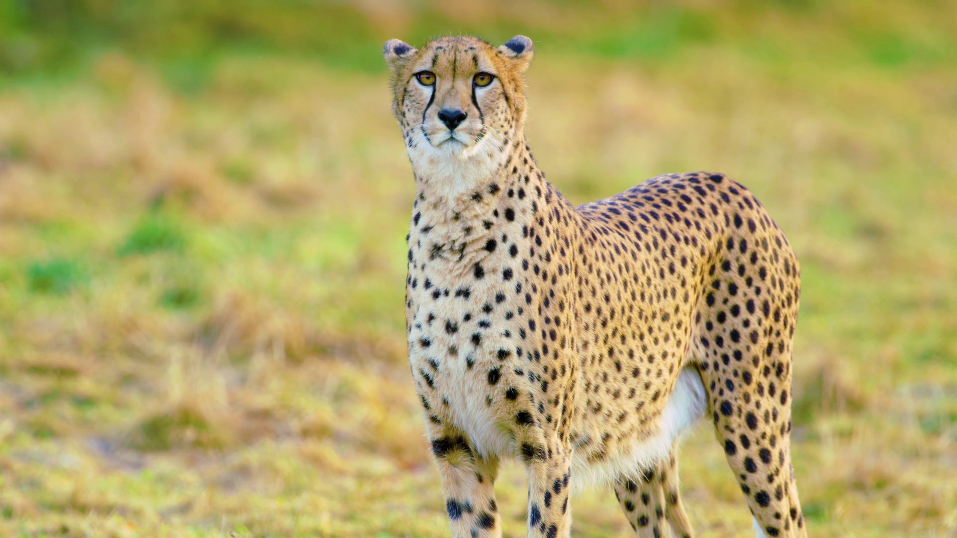 Close-up of adult cheetah looking after enemies Stock Video Footage ...