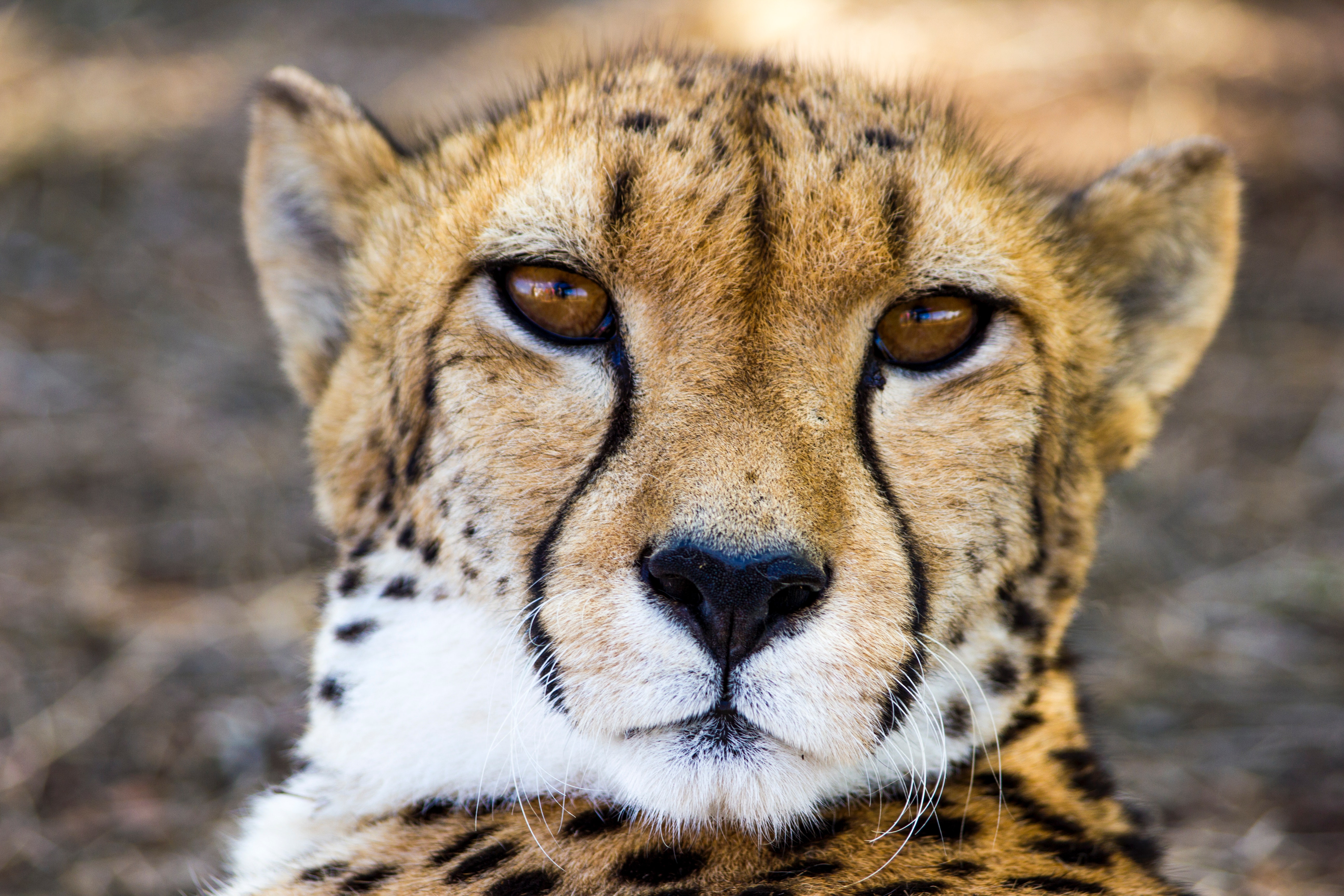 Adult cheetah photo