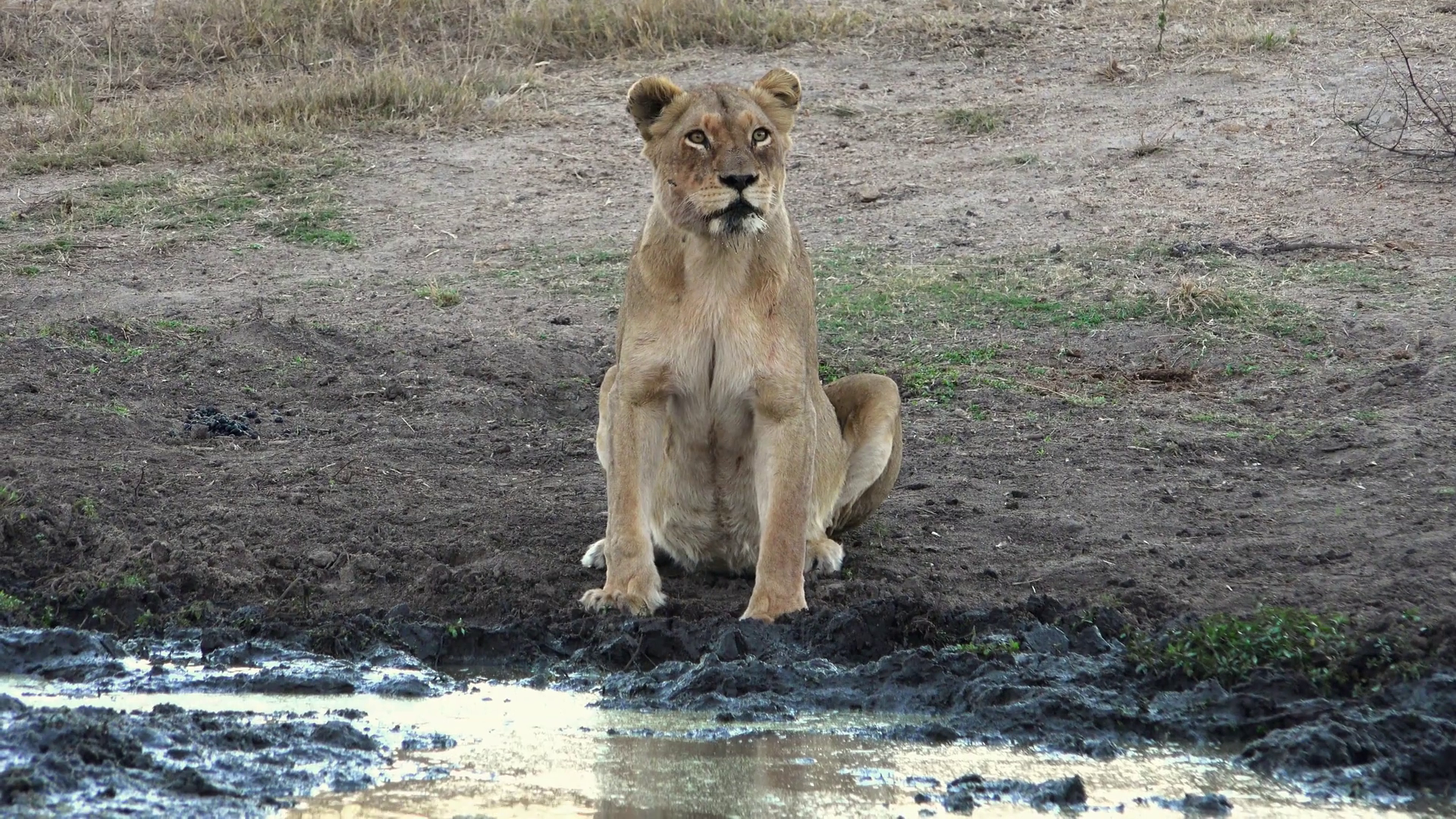 Adult lioness scans the horizon at the edge of a waterhole in Africa ...