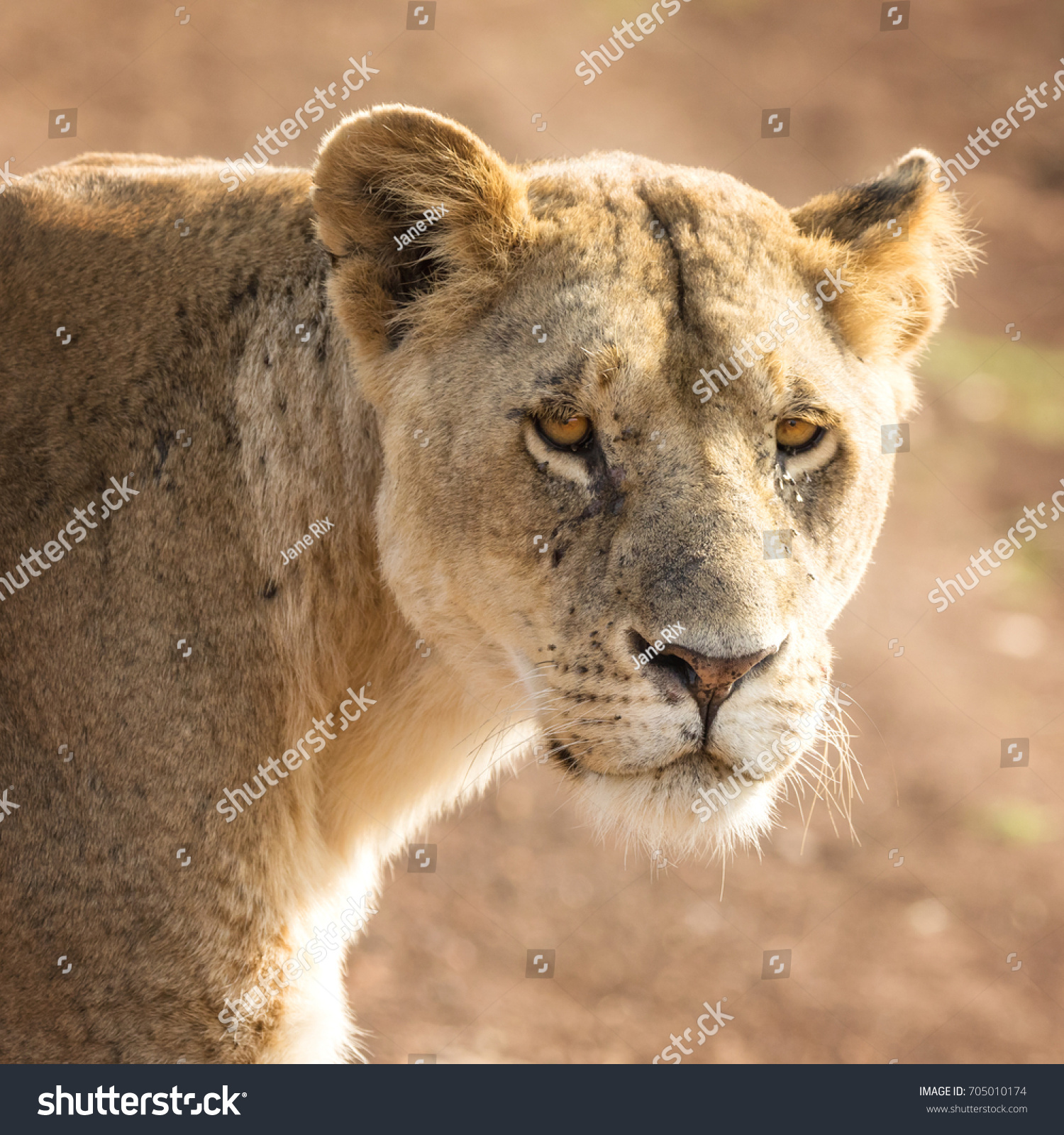 Young Adult Lioness Sunlight Looking Directly Stock Photo (Royalty ...