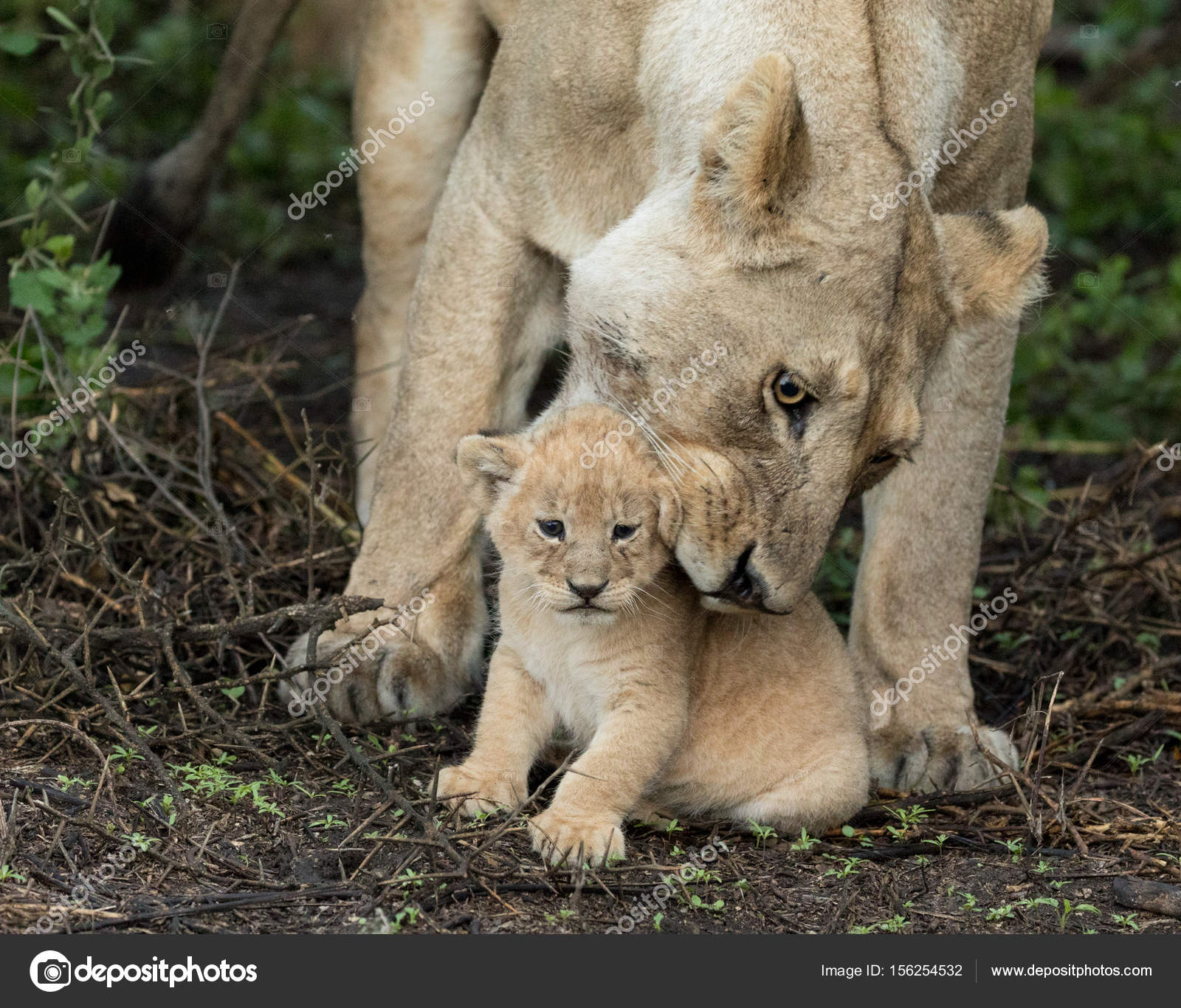 Lioness picks up her small cub, Tanznia — Stock Photo © StuPorter ...