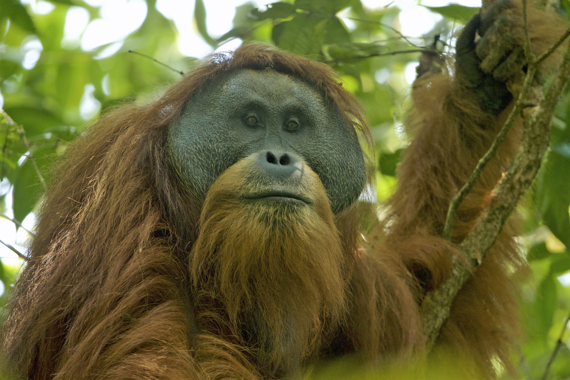 Tapanuli orangutan - Wikipedia