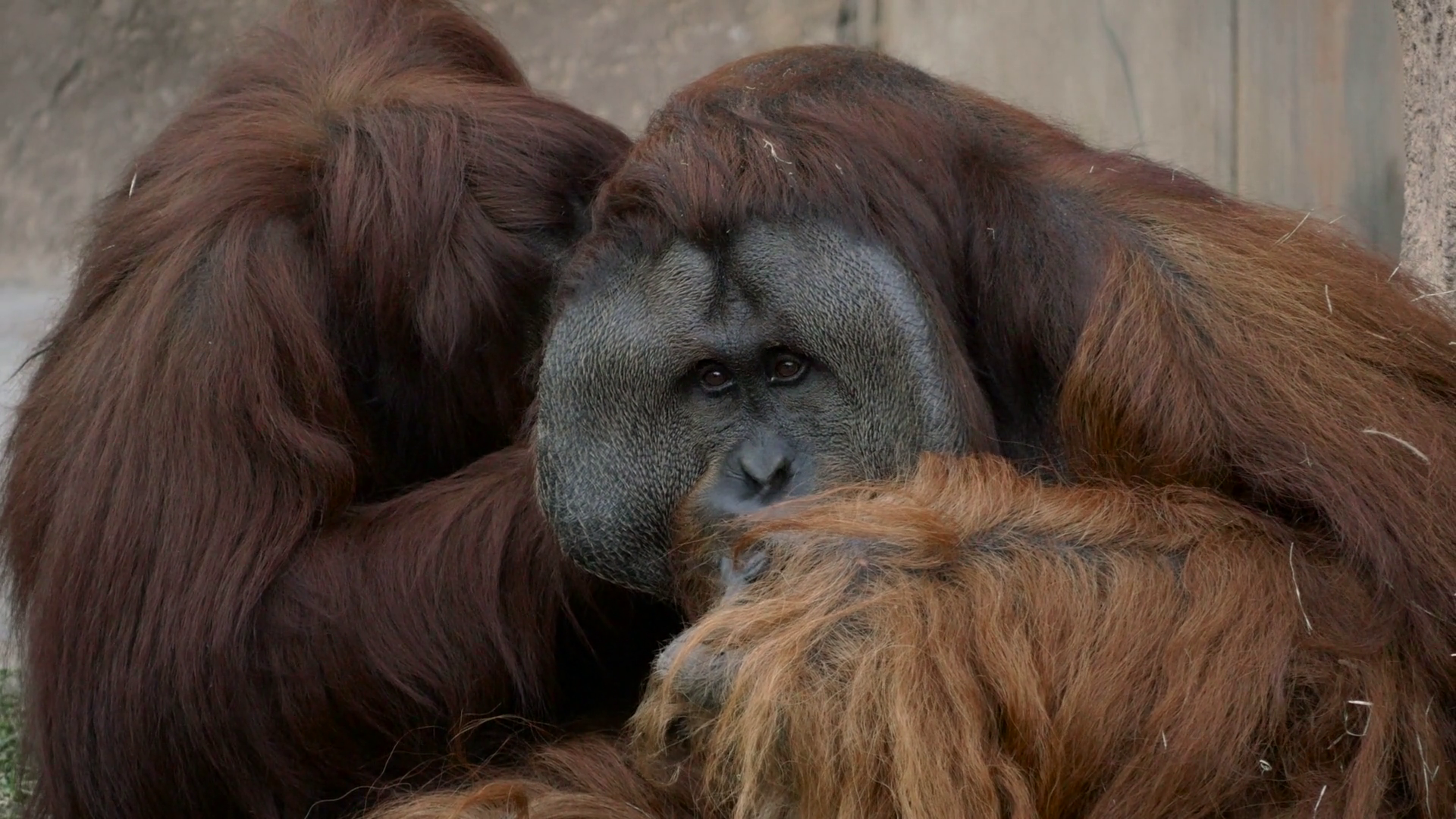 Adult Male Orangutan Getting Groomed by Female, 4K Stock Video ...