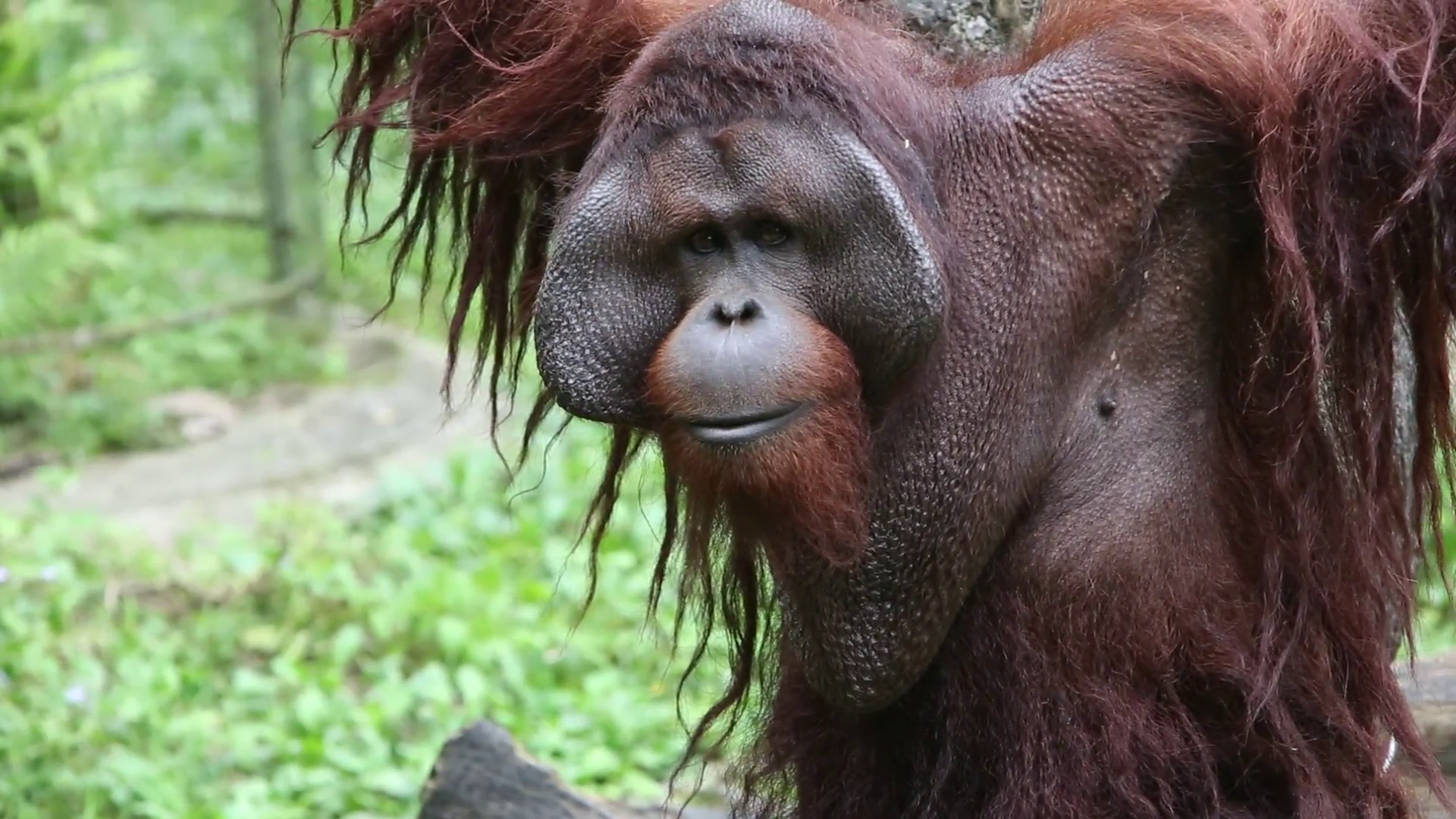An adult Bornean orangutan sit down and do expression happy in the ...