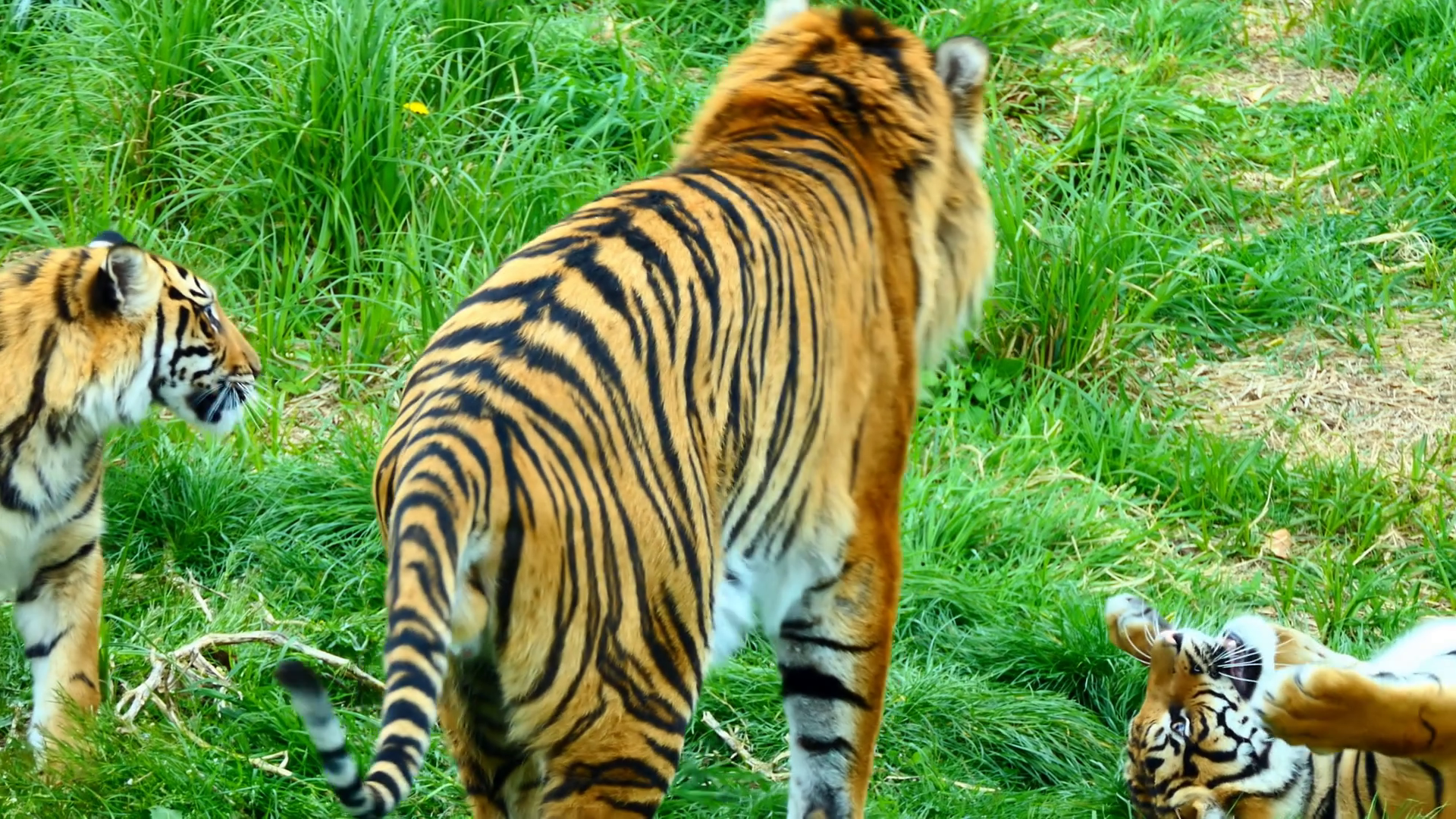 Adult tiger photo
