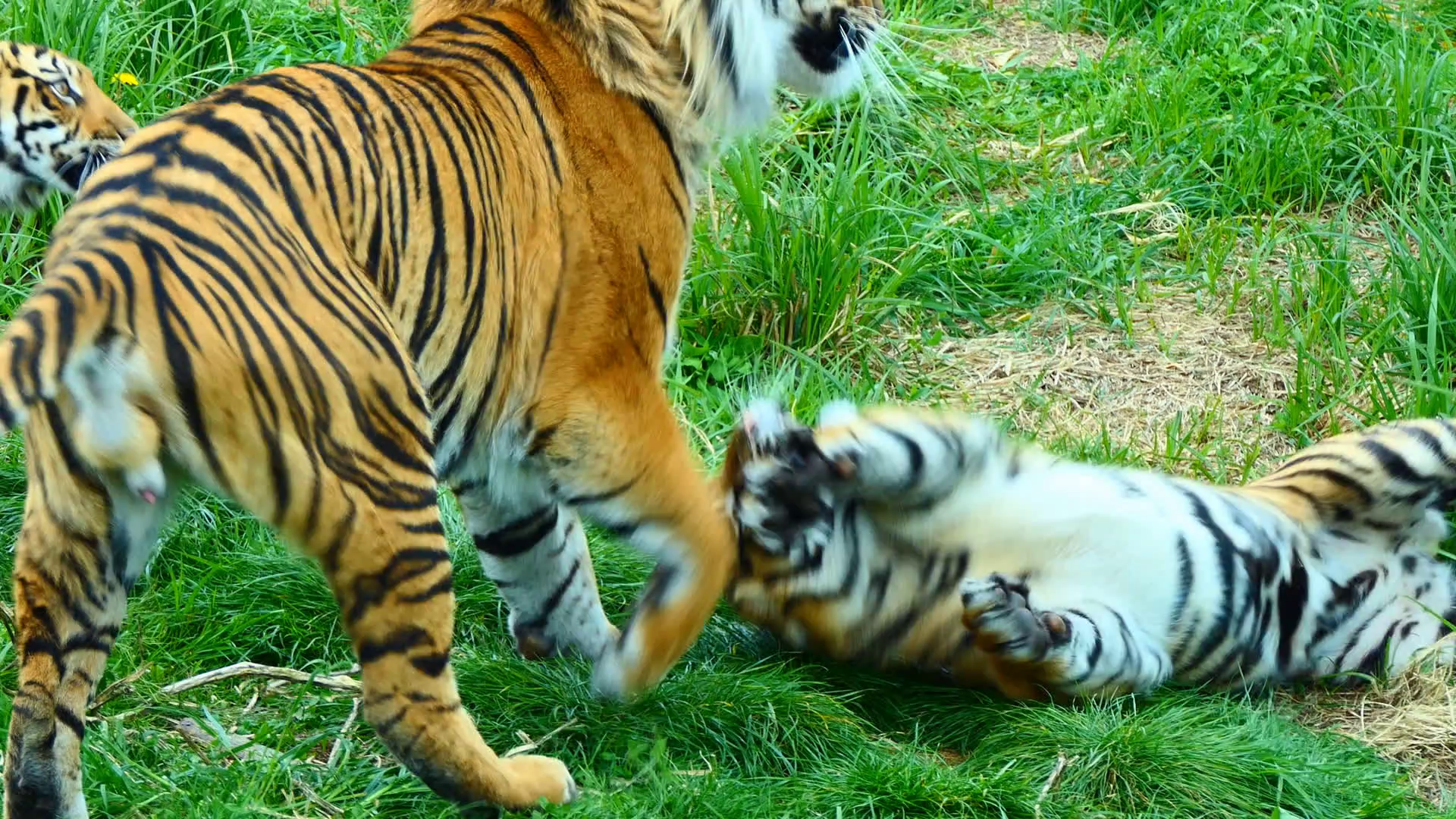 Wild cats play.Adult male tiger playing gently with his two cubs on ...