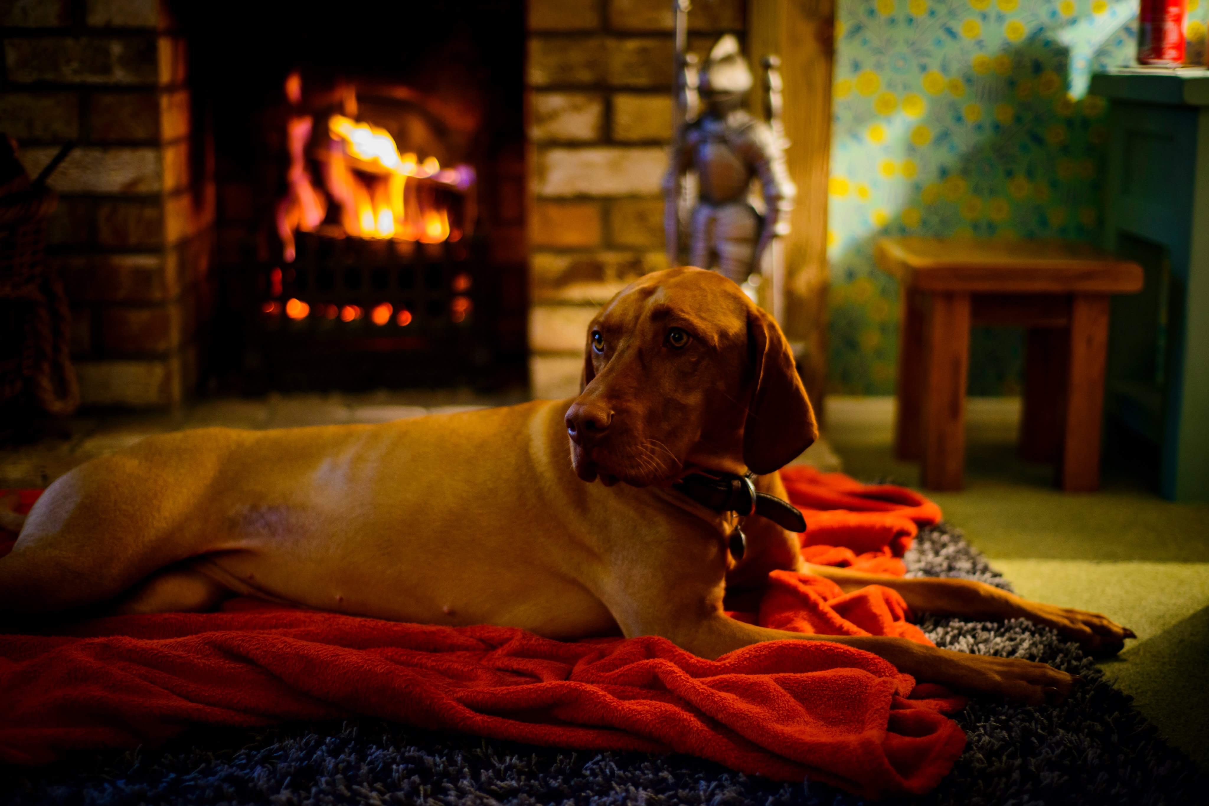 Adult yellow labrador retriever lying on the red textile photo