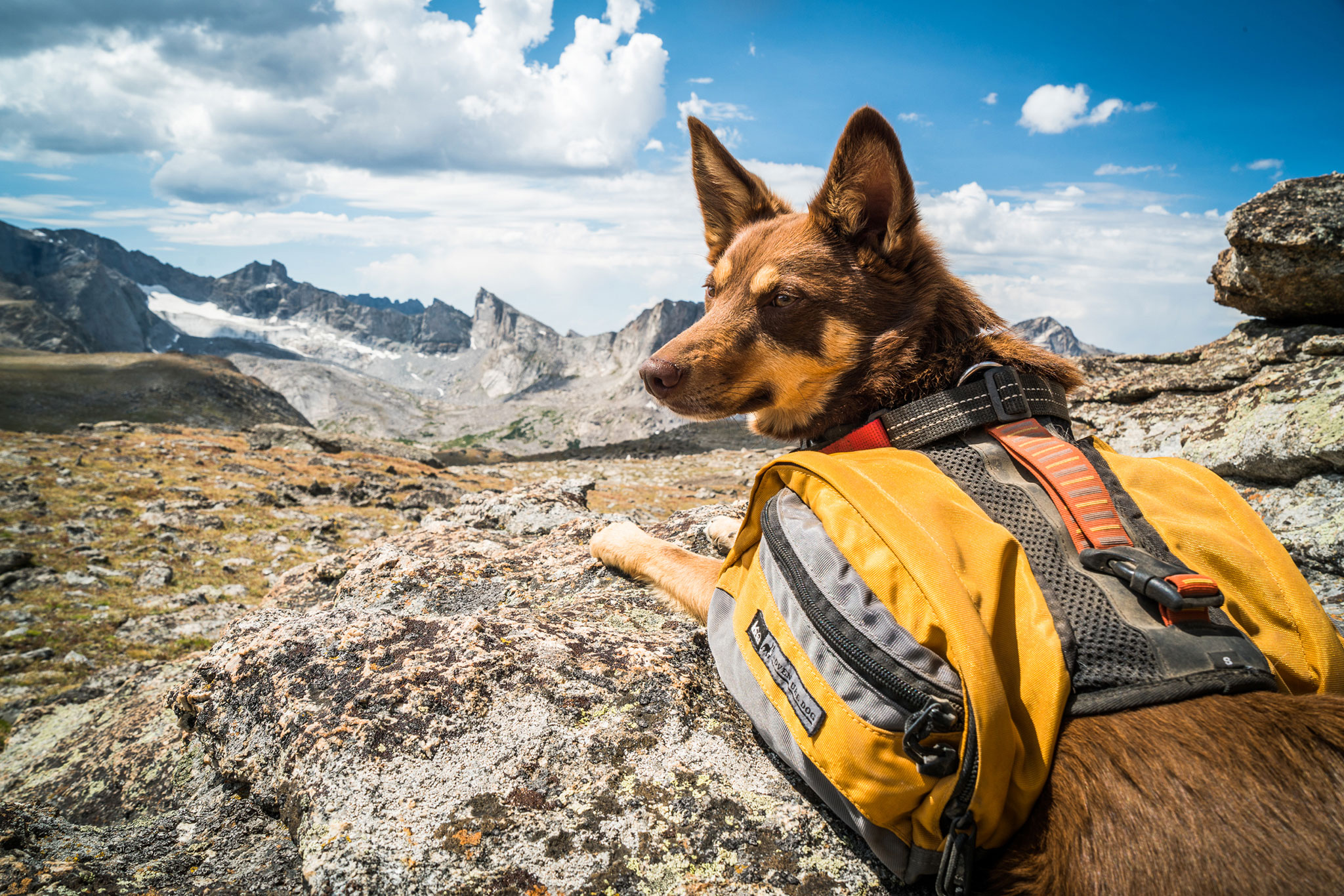 31 Adventurous Dogs Exploring the World