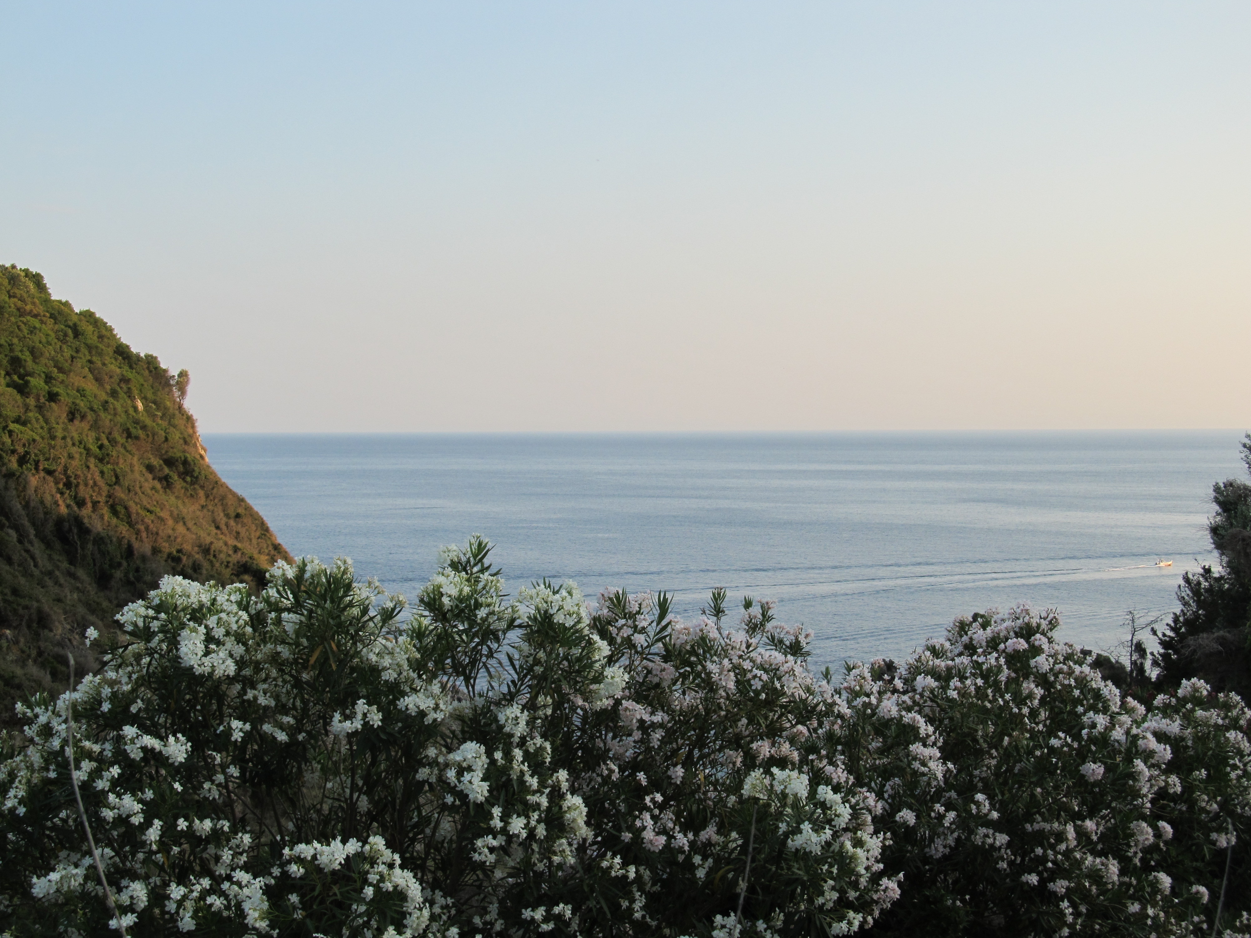 Aegean sea with white oleander photo
