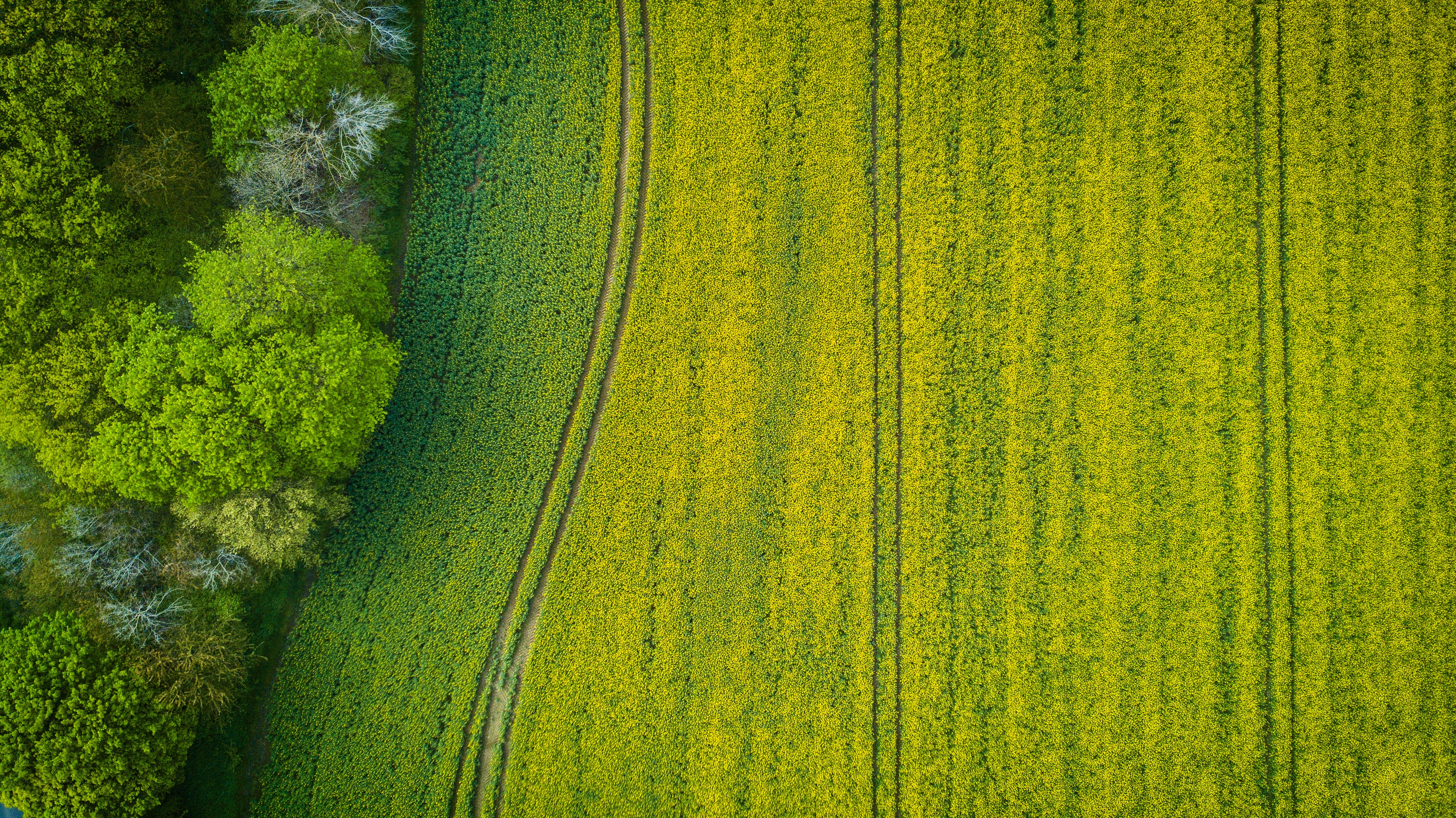 Aerial Photography of Wide Green Grass Field, Aerial, Green, Trees, Texture, HQ Photo