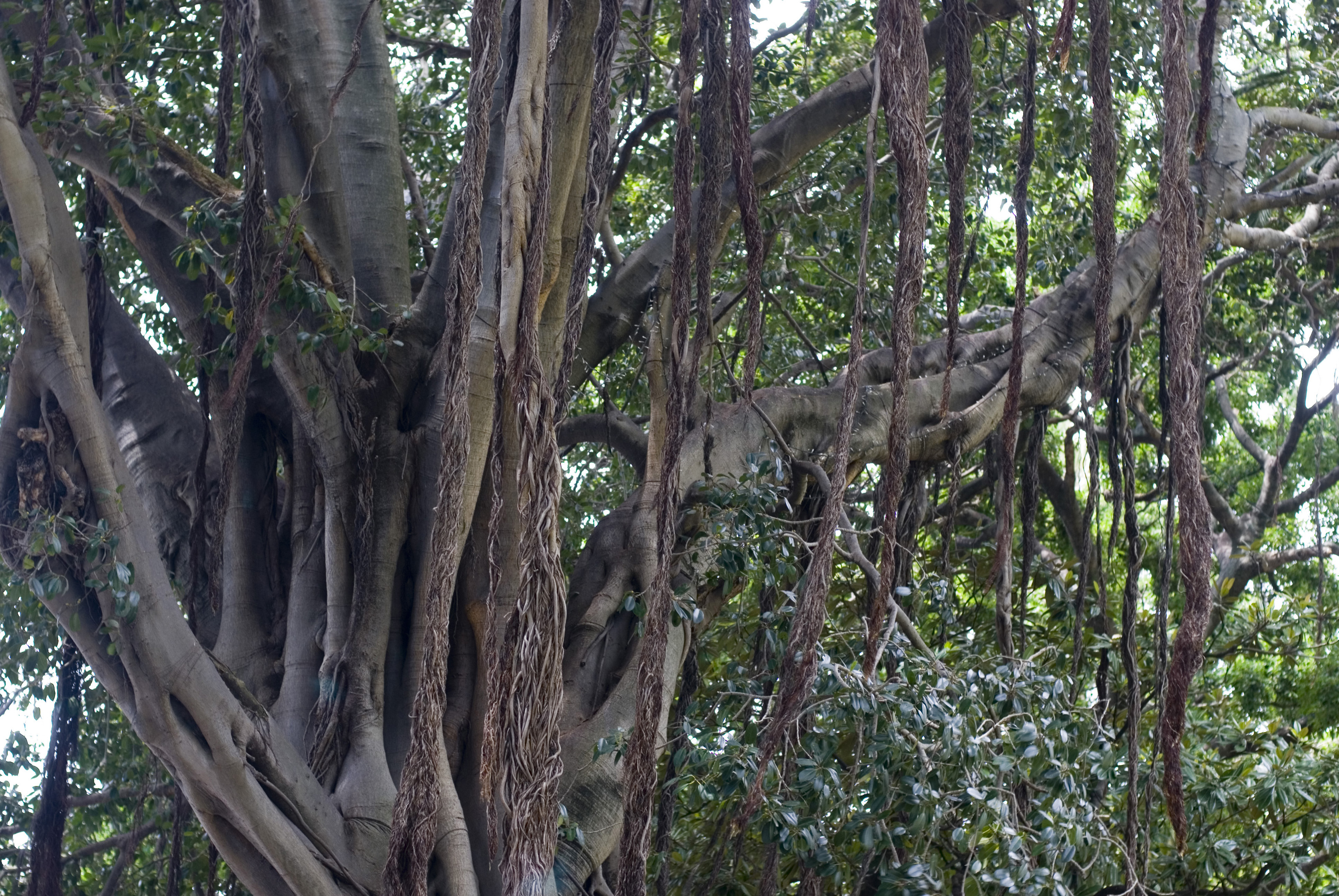 Aerial Roots Of Fig Tree-3807 | Stockarch Free Stock Photos
