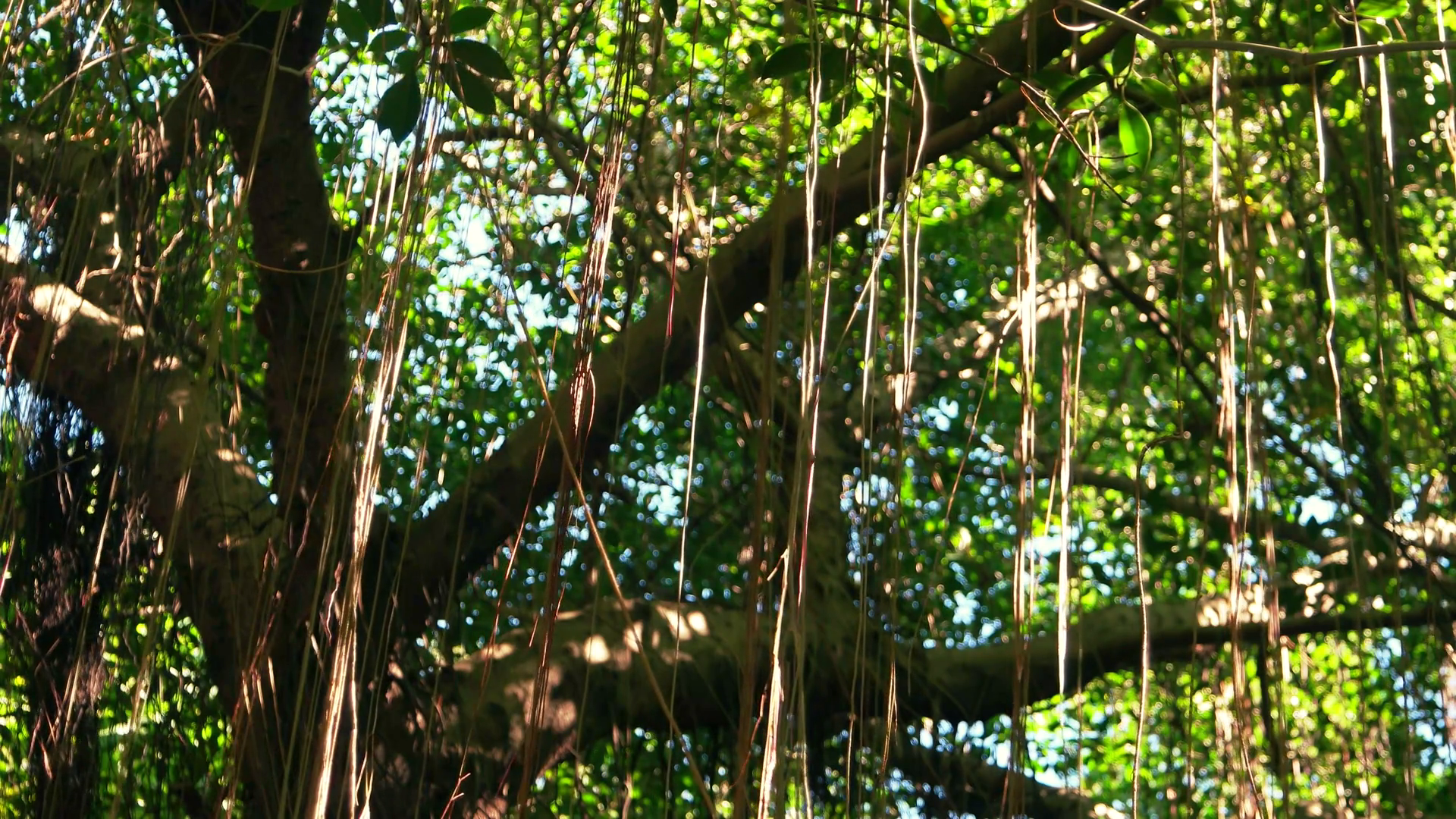 aerial roots of Banyan tree in dry subtropics Stock Video Footage ...