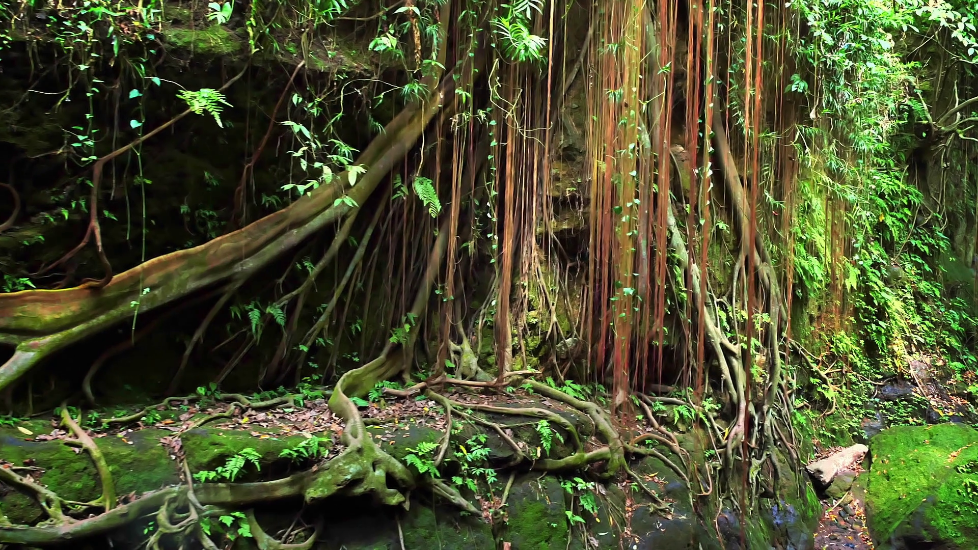 Aerial roots of tropical plants hang from above in green jungle ...