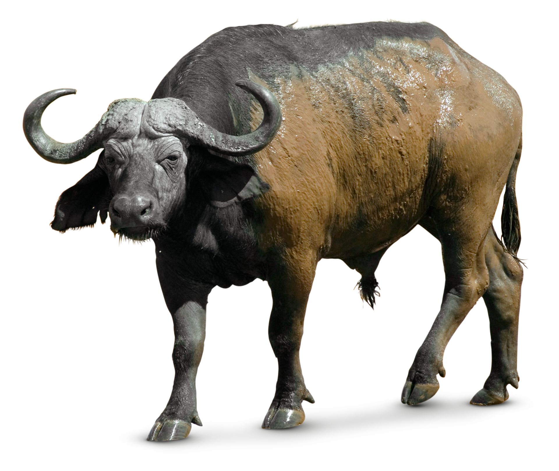 African buffalo photo