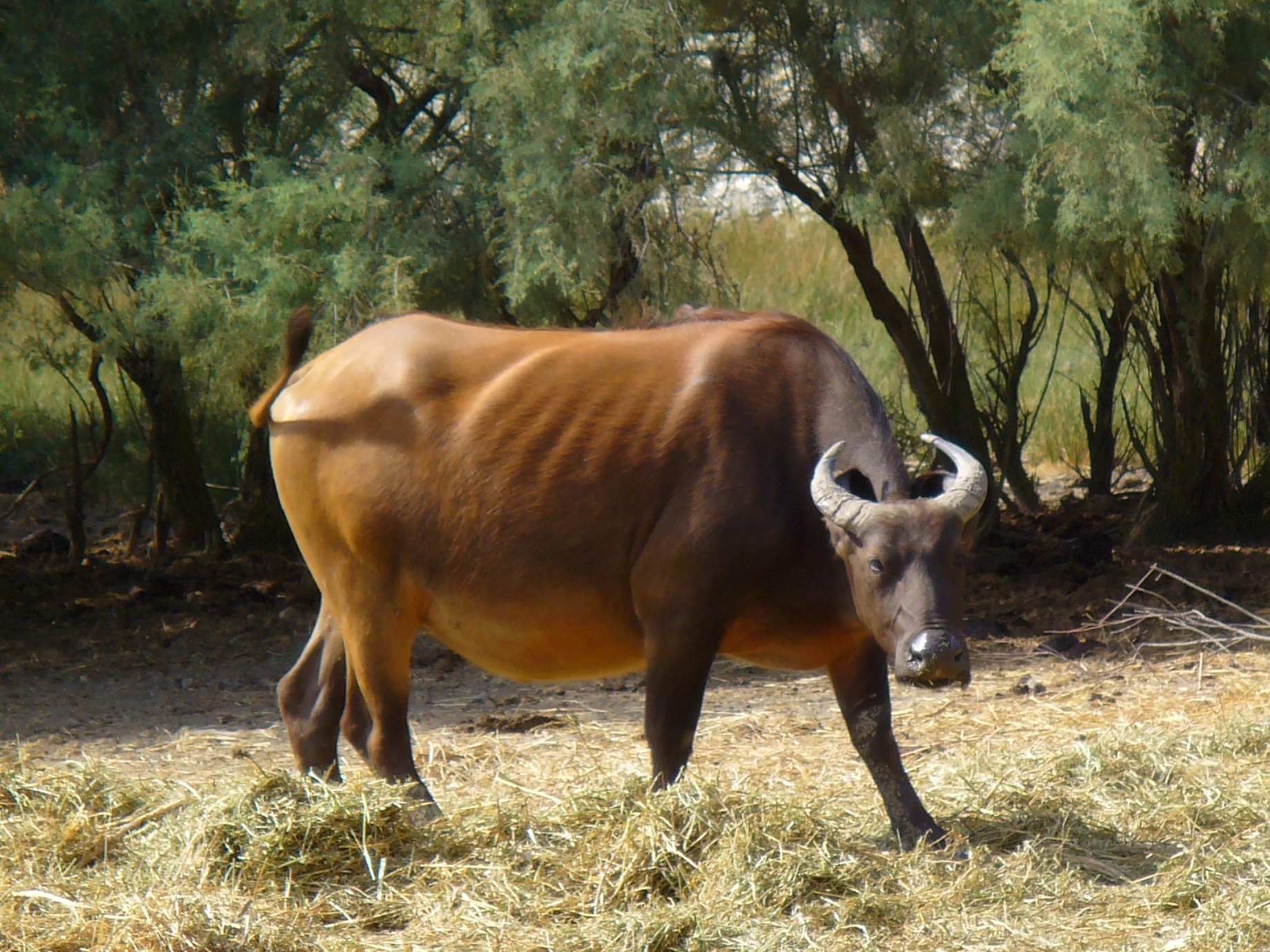 African buffalo - Wikipedia