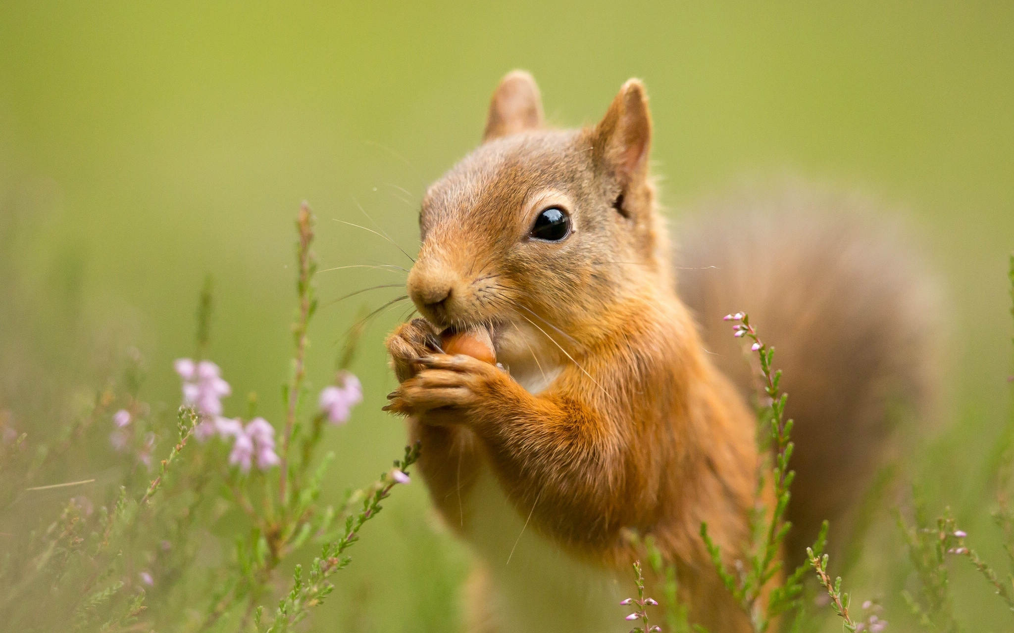 African Bush Squirrel Wallpaper Image Background | HD Wallpapers ...