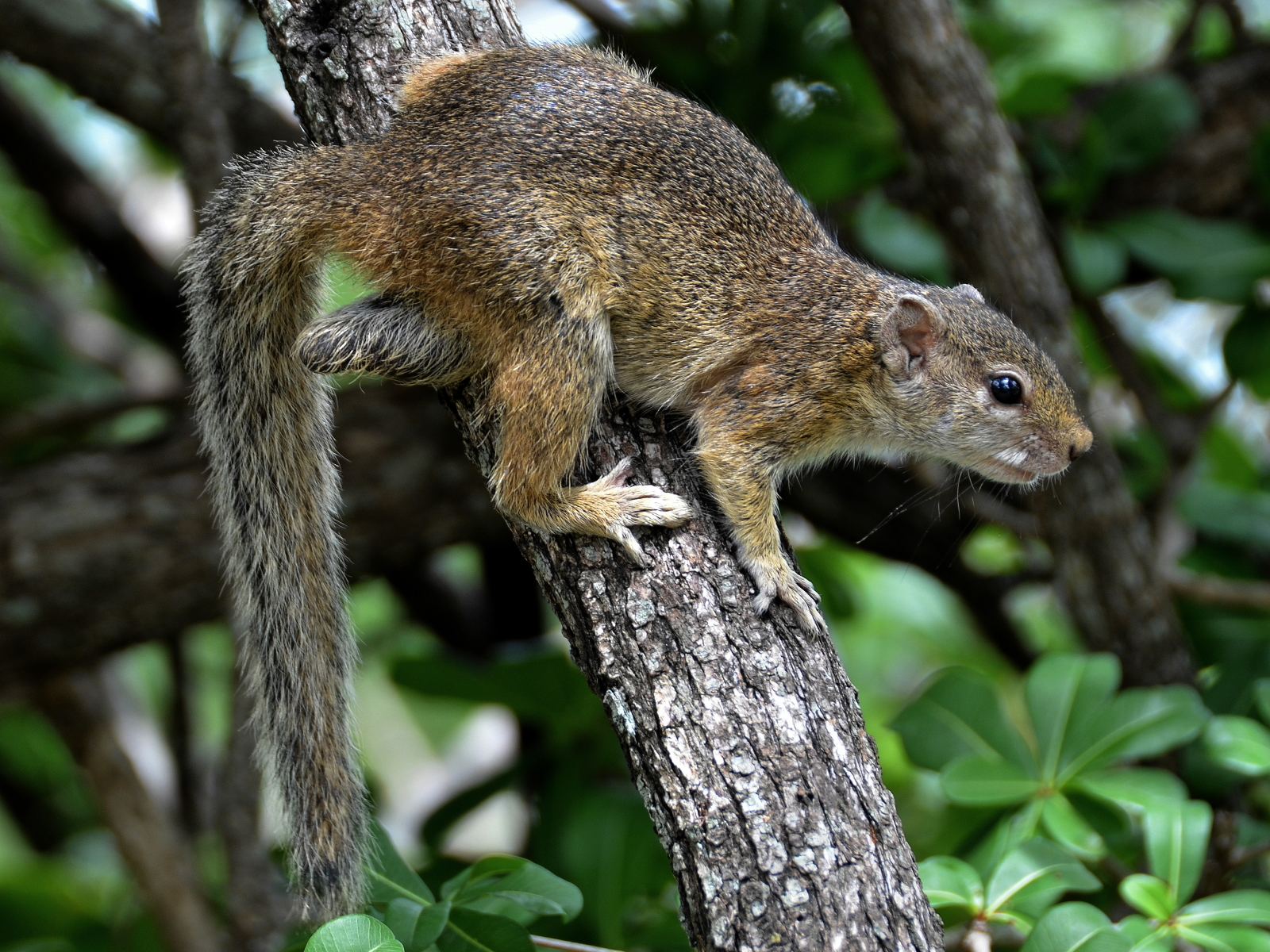 Image - Paraxerus cepapi (Smith's Bush Squirrel) | BioLib.cz