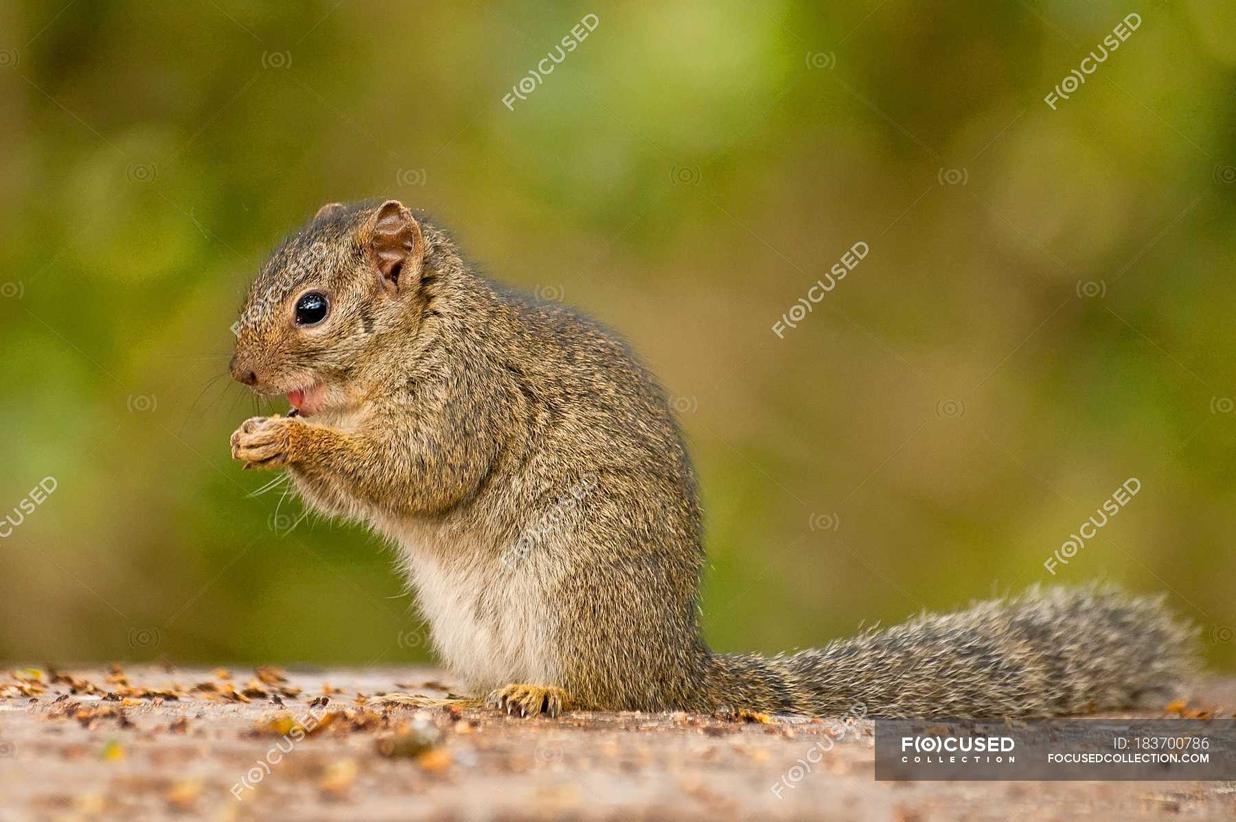 Side view of African bush squirrel eating. Aberdare National Park ...