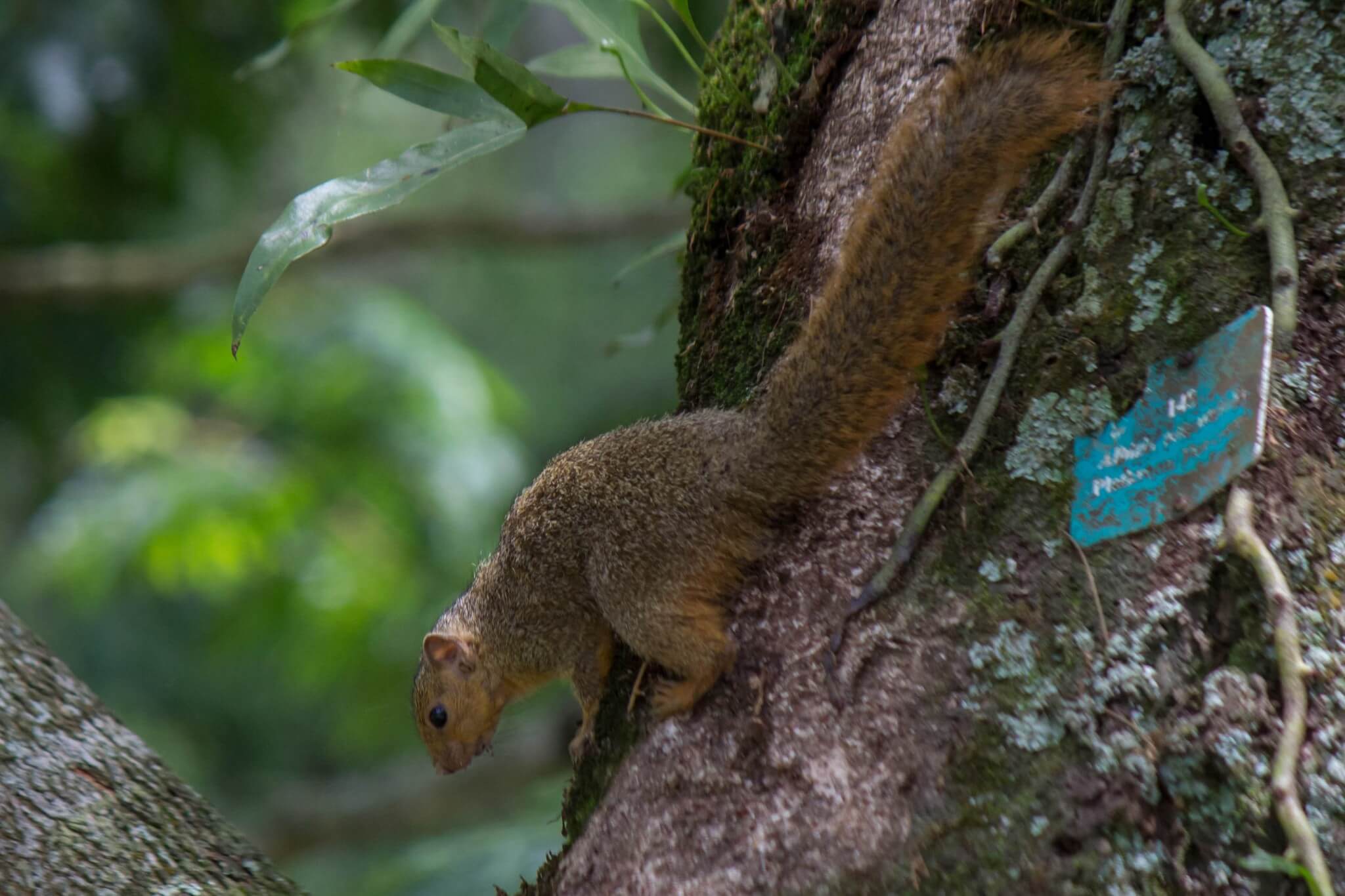 Red Bush Squirrel - Wildlife Vagabond