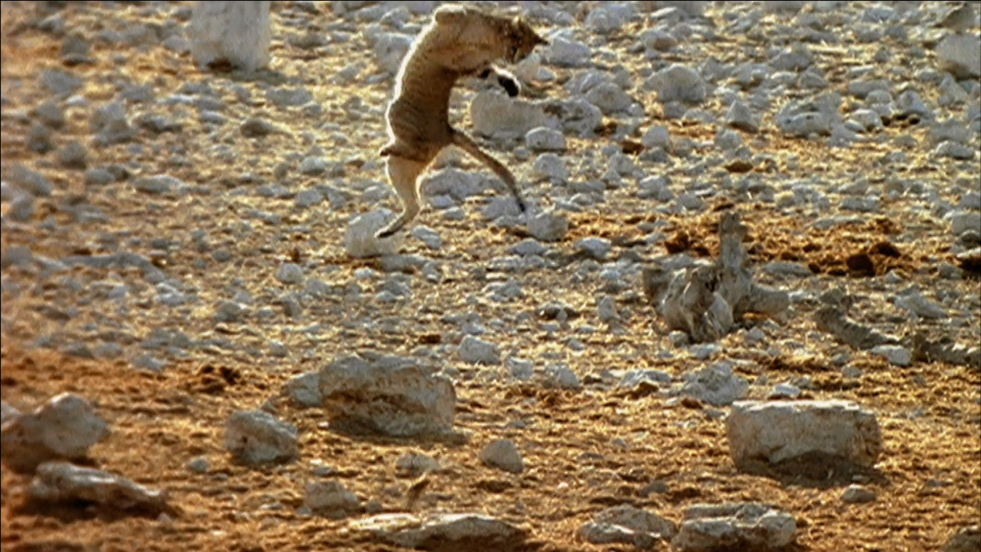 Strike of the African Wild Cat - Big Cat Week Video - National ...