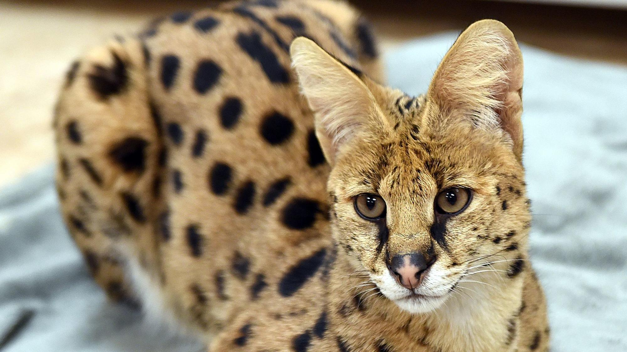 Big cheetah-like cat captured in Reading - The Morning Call