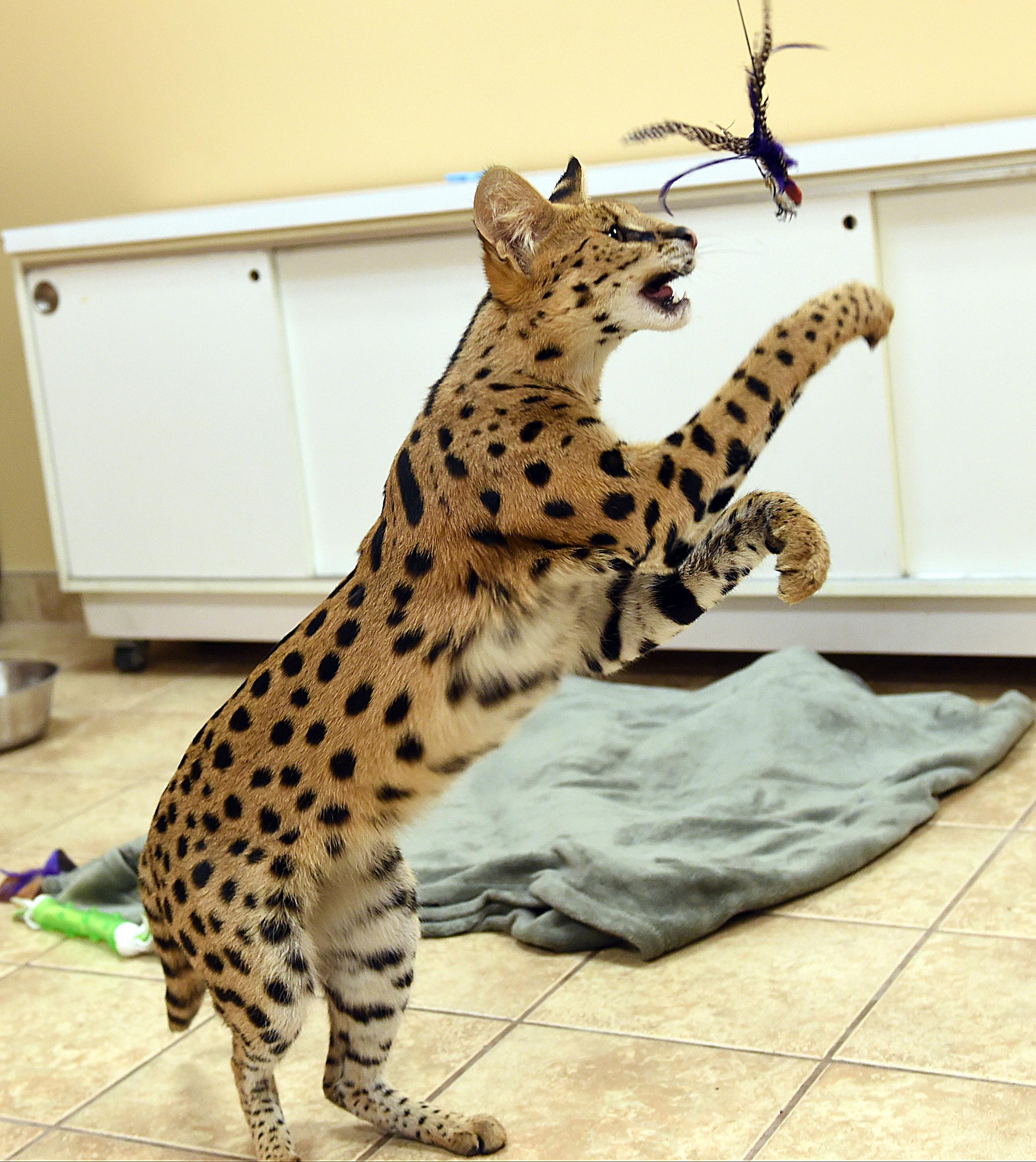 Big cheetah-like feline captured in Pennsylvania | WGME
